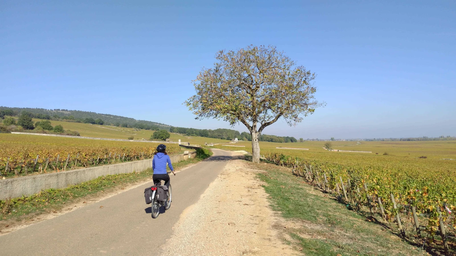 Cycliste dans la côte de beaune sur la route entre les vignes