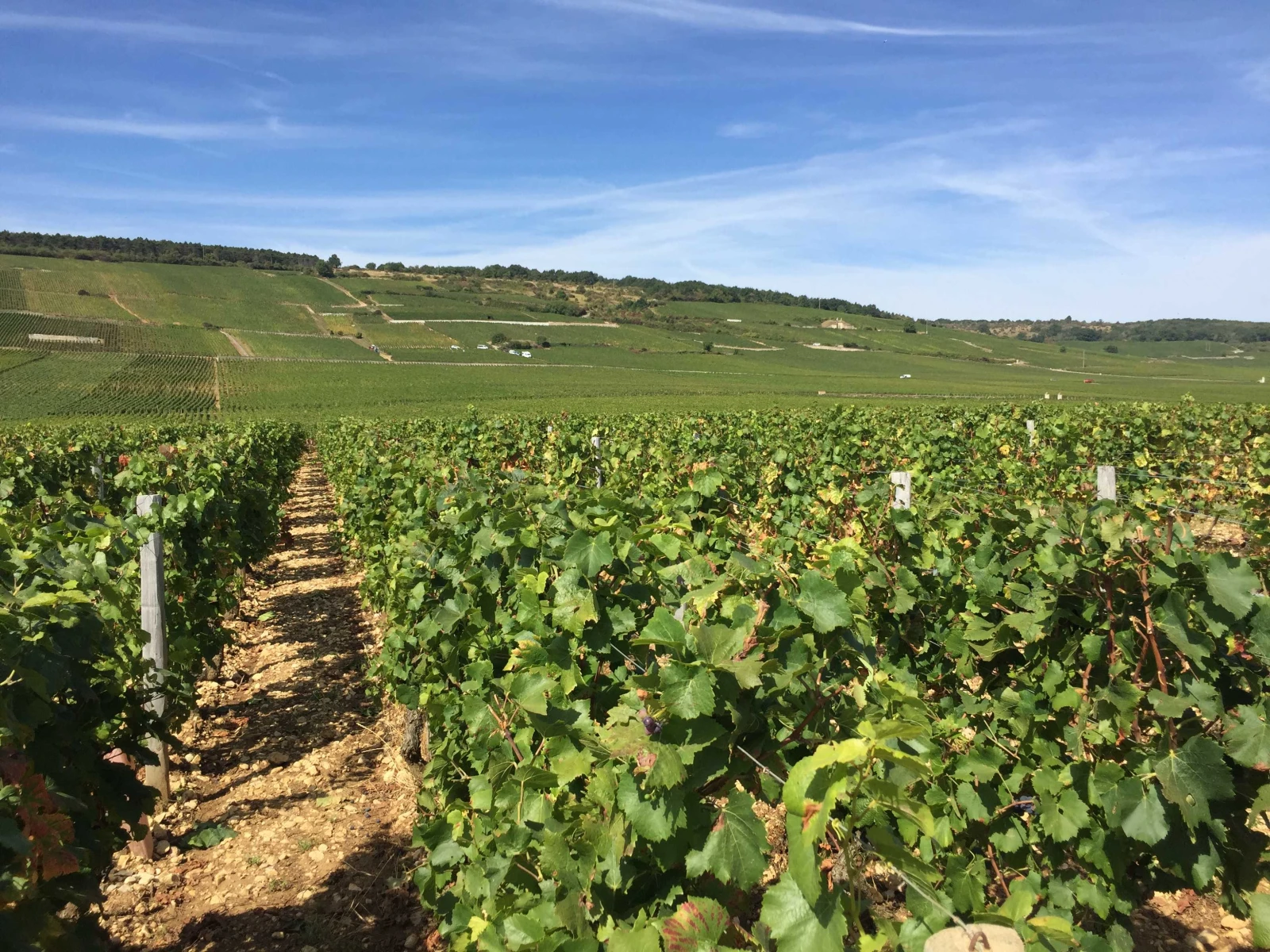 les vignes en bourgogne sud