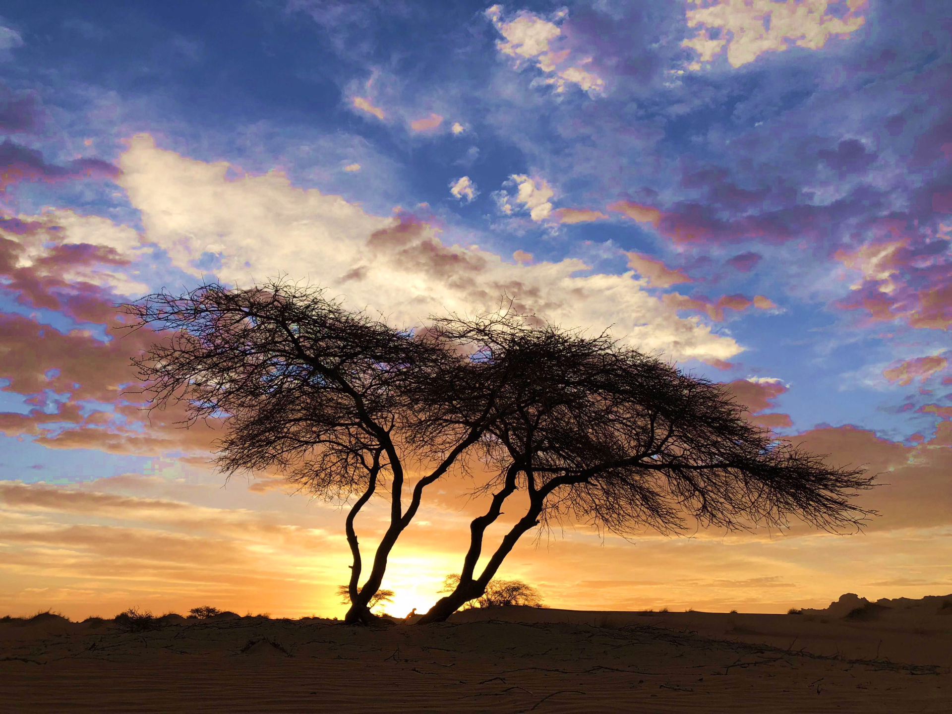 Acacia au coucher, Mauritanie