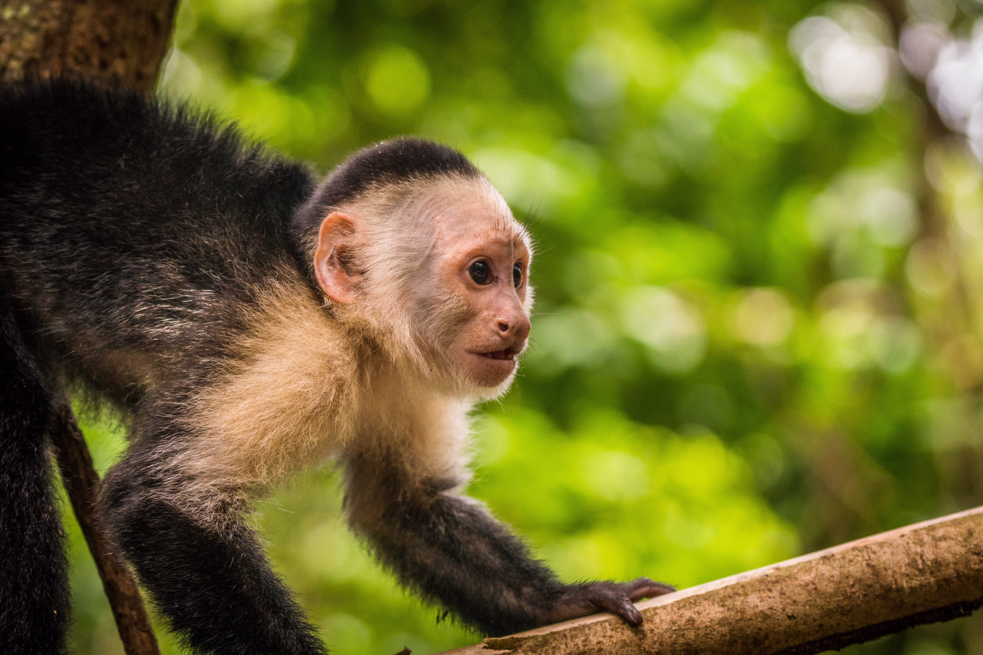 Costa Rica, sanctuaires sauvages et immersion locale