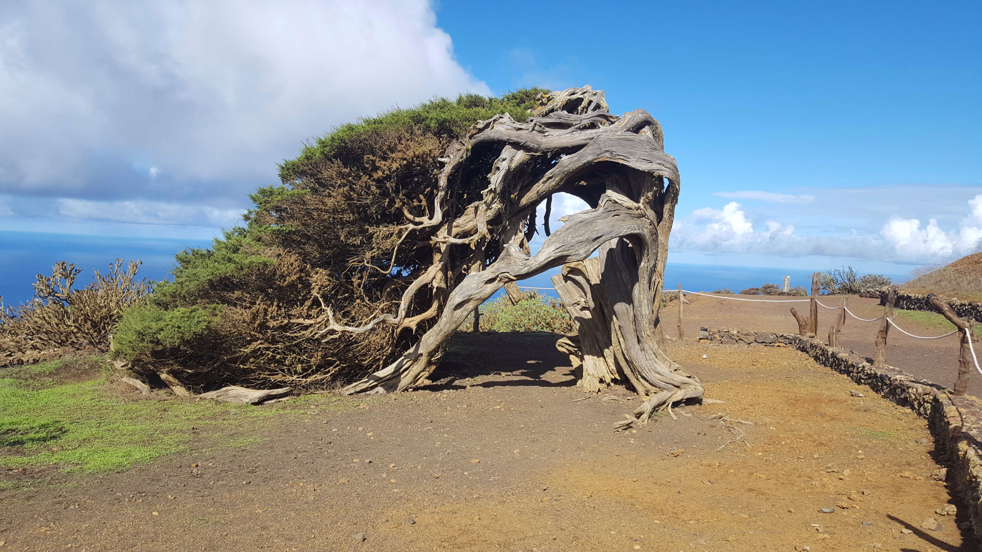 Arbre el sabinar, sur l'île El Hierro