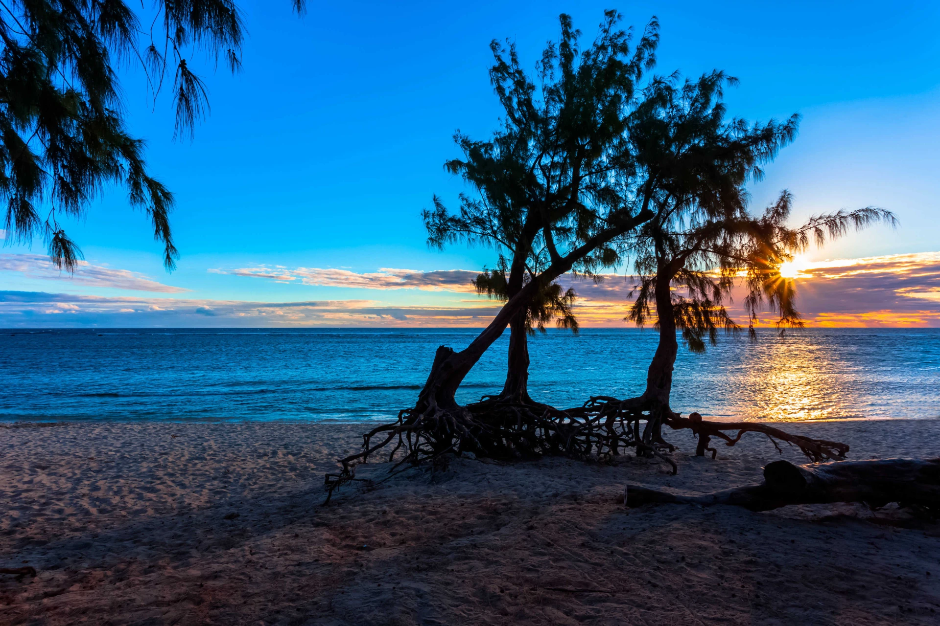 Arbre et coucher de soleil à la Réunion