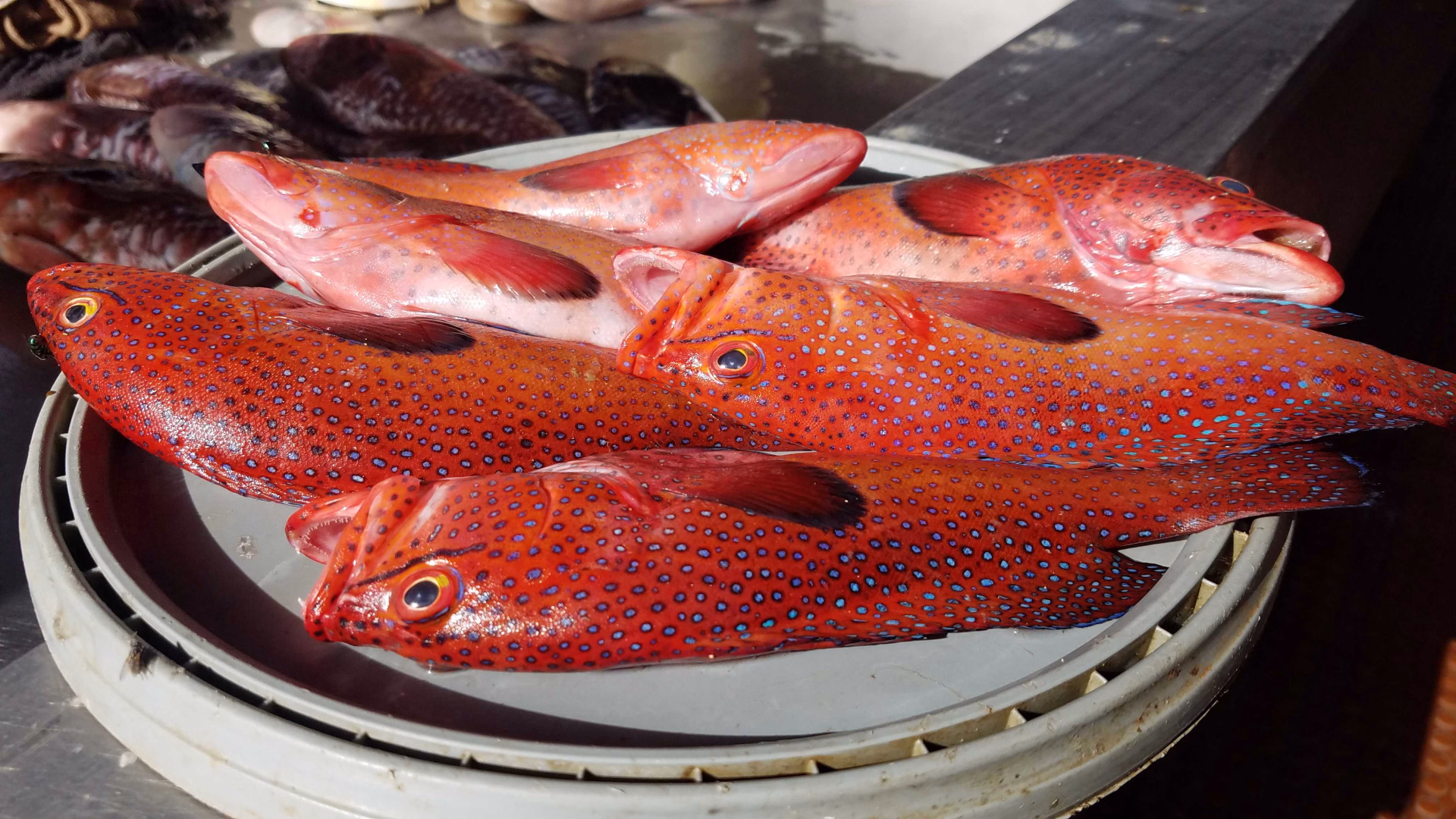 Au marché aux poissons de Mindelo