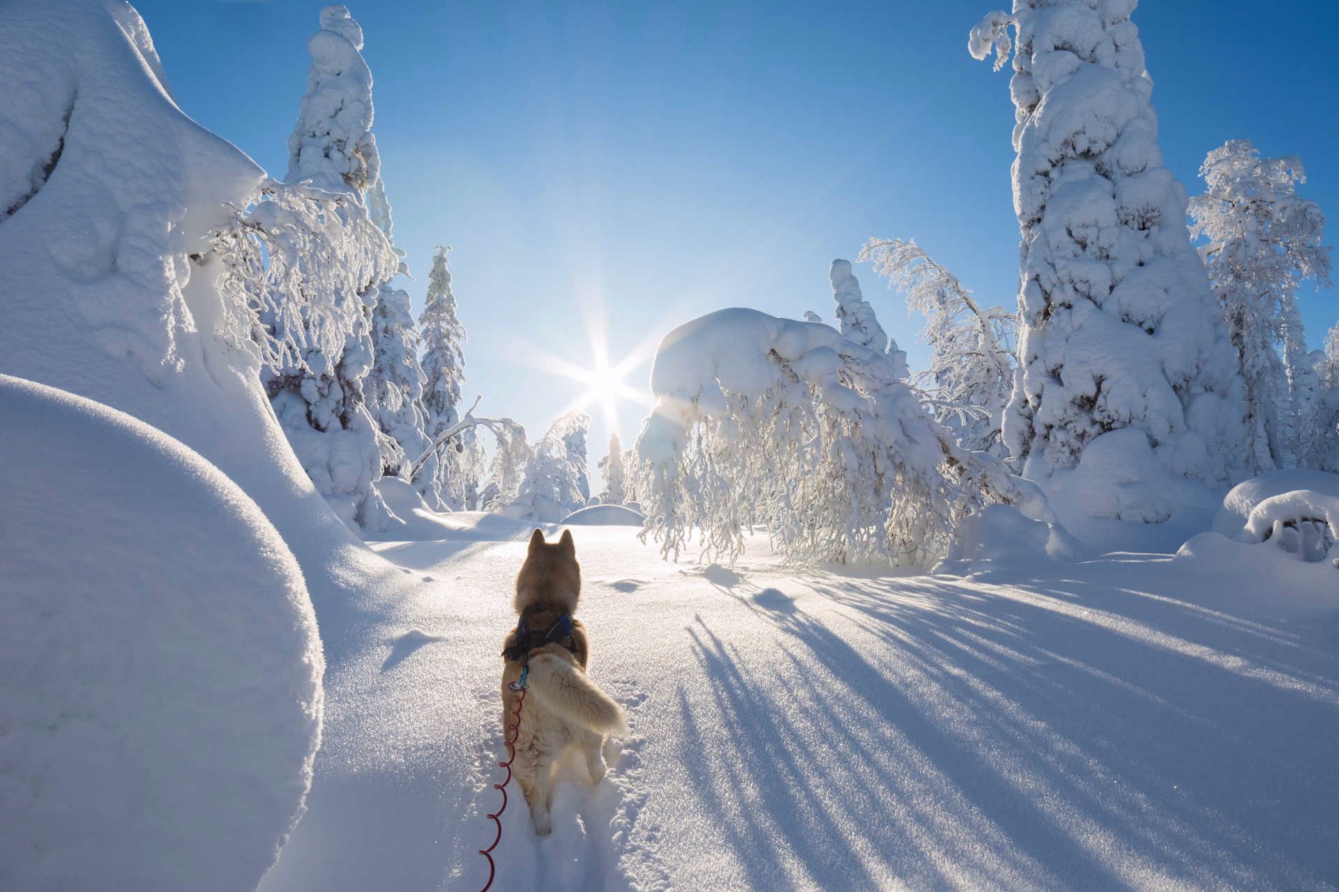 balade en finlande avec un chien