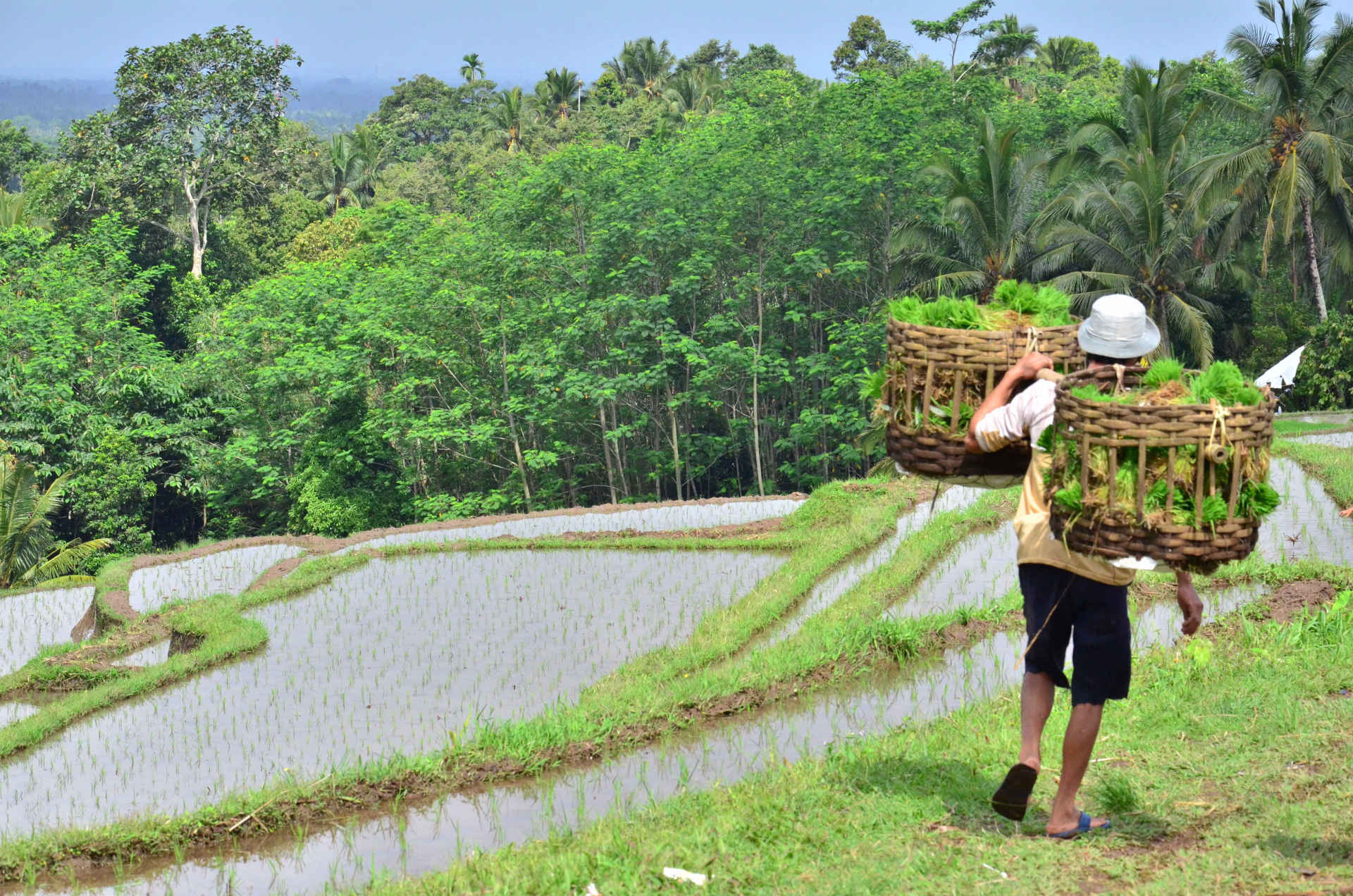 randonnée, rizière, Bali