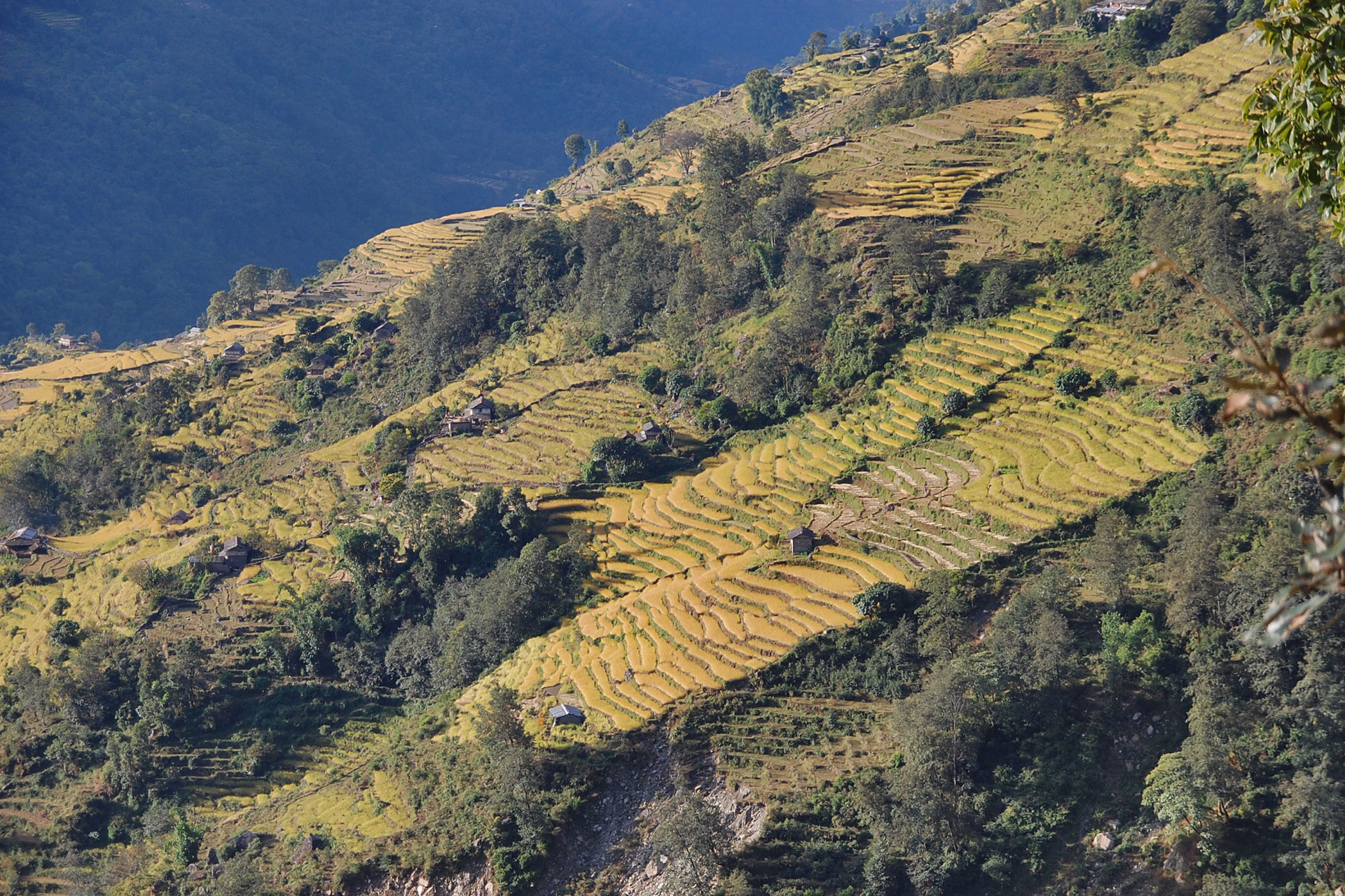 Rizières des balcons des Annapurnas