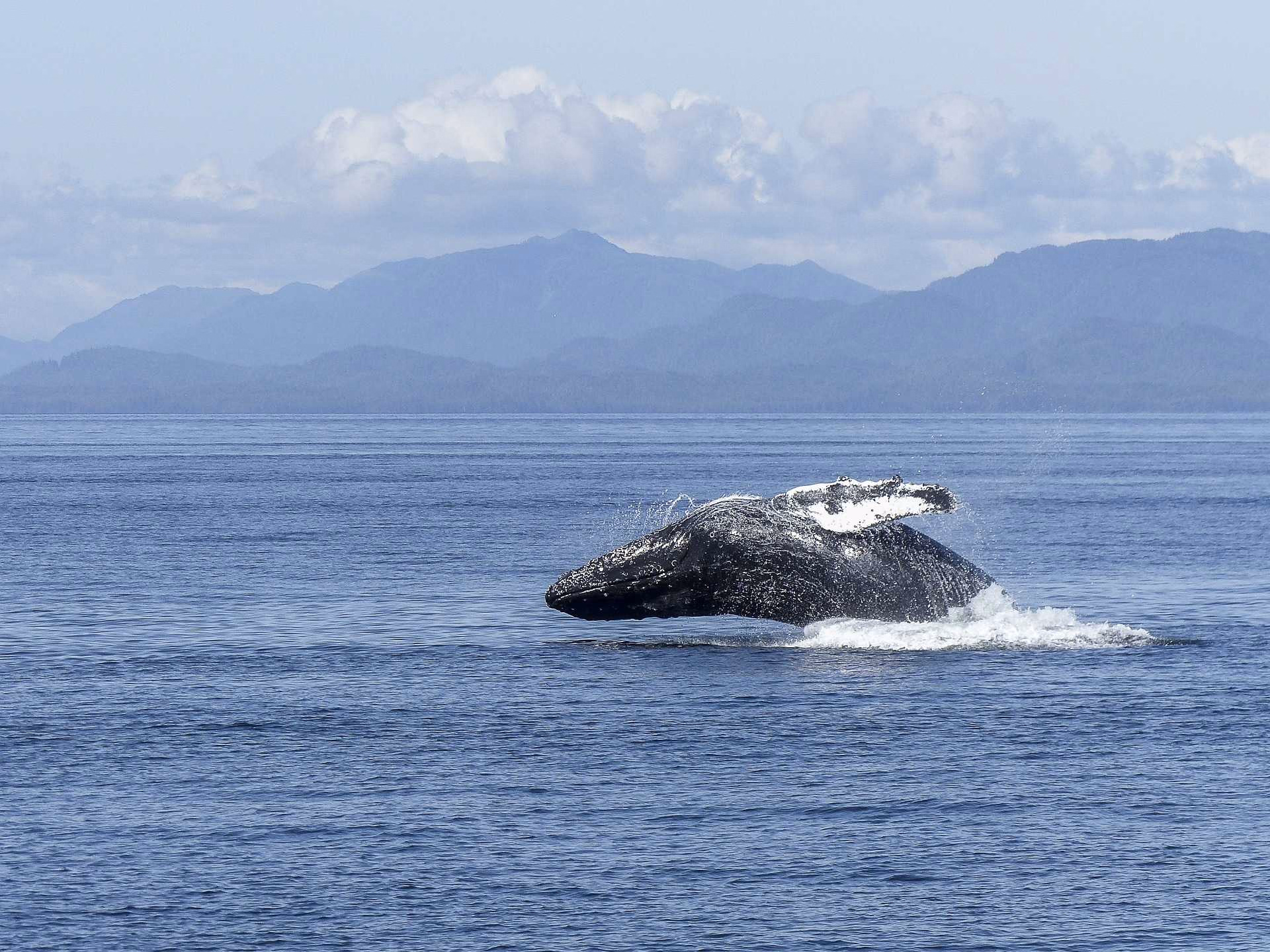 Baleine à bosse