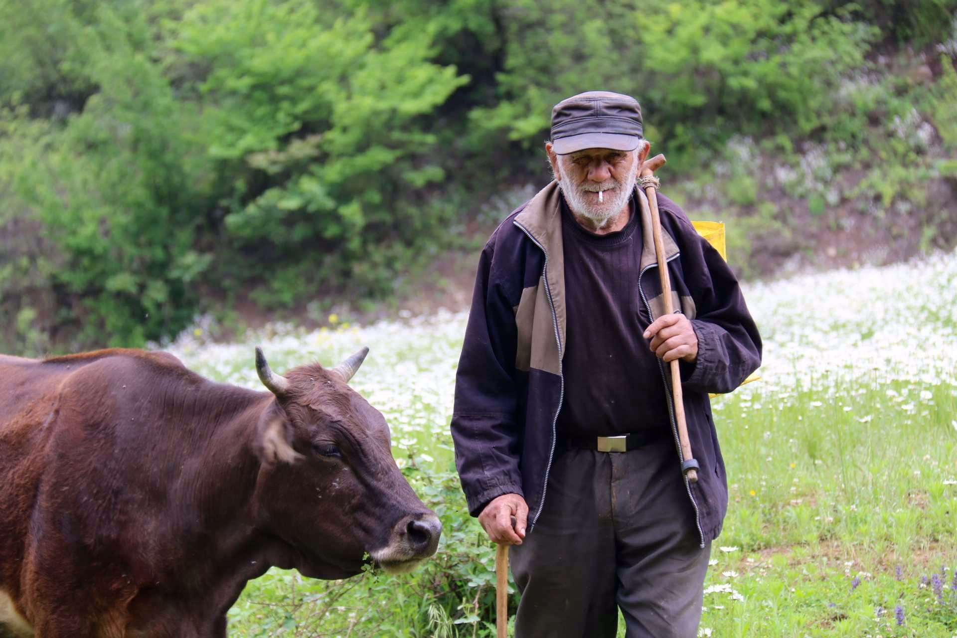 Berger et sa vache