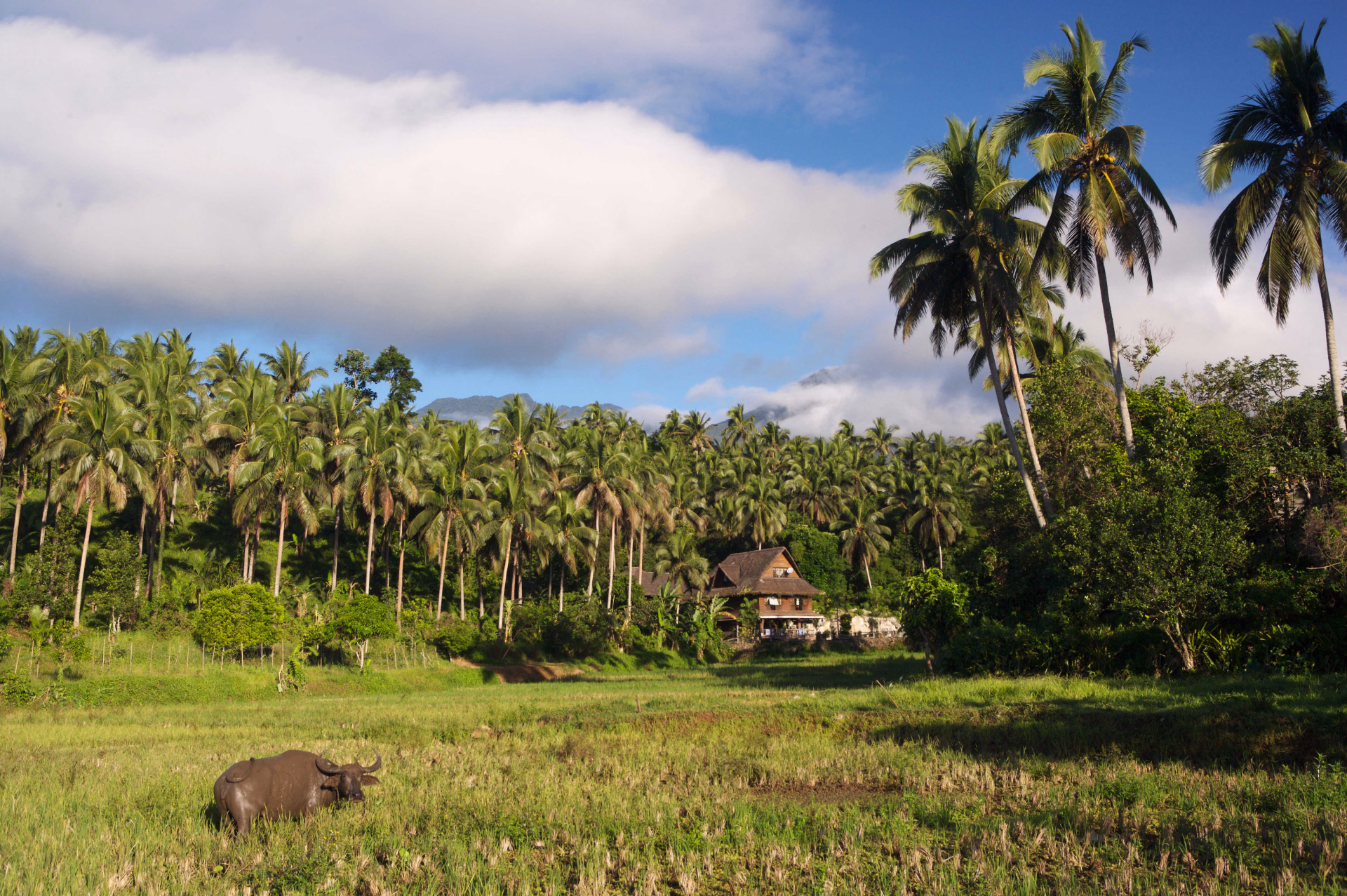 Des montagnes de Luzon aux plages de Palawan