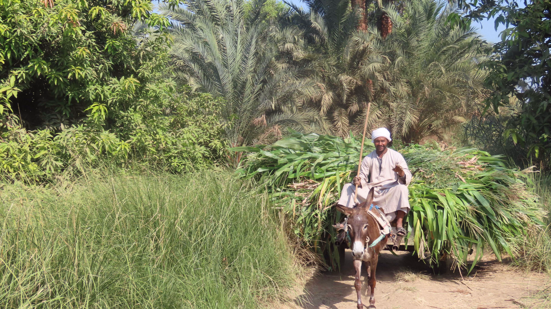 Bord du Nil, Egypte