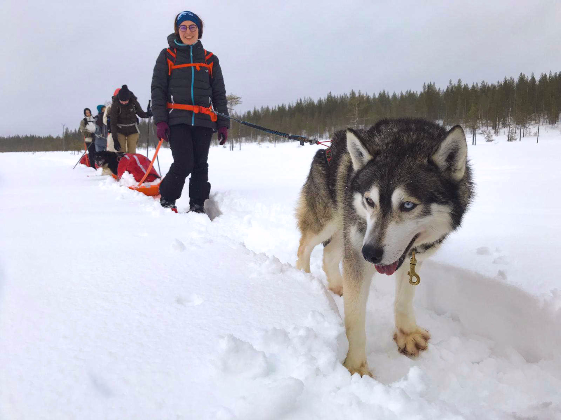 Cani-rando en raquettes avec nos huskies