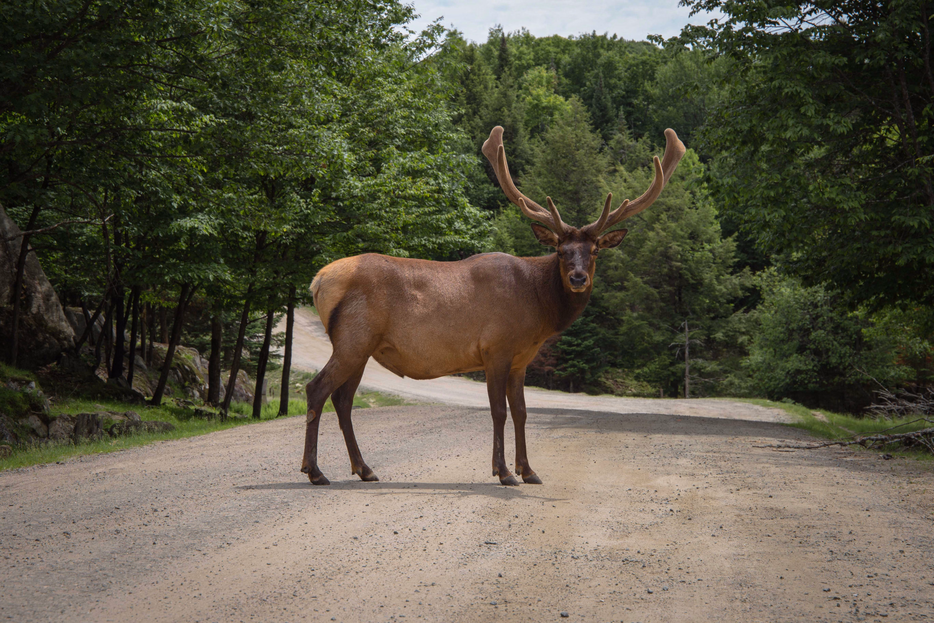 Caribou