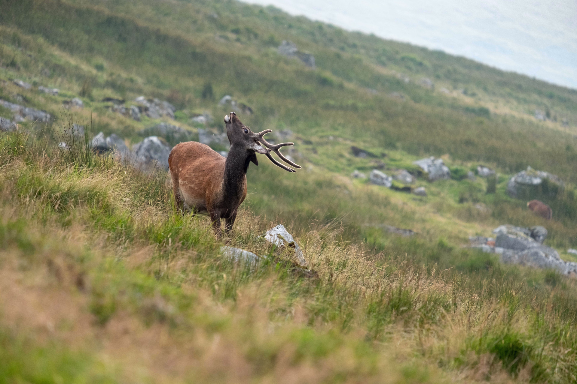 Cerf en Irlande