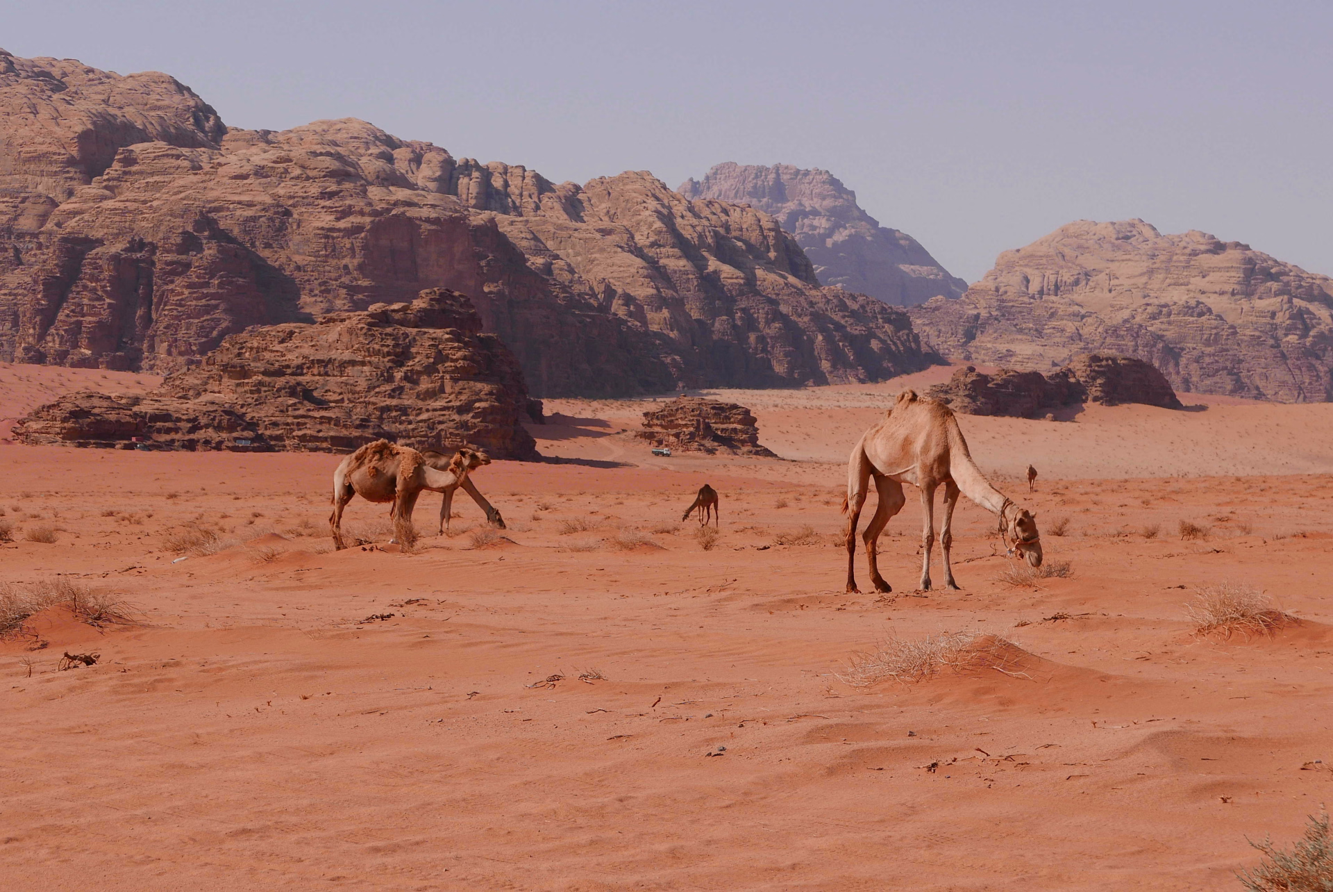 Découvrez nos séjours randonnée en Jordanie à la découverte de Petra
