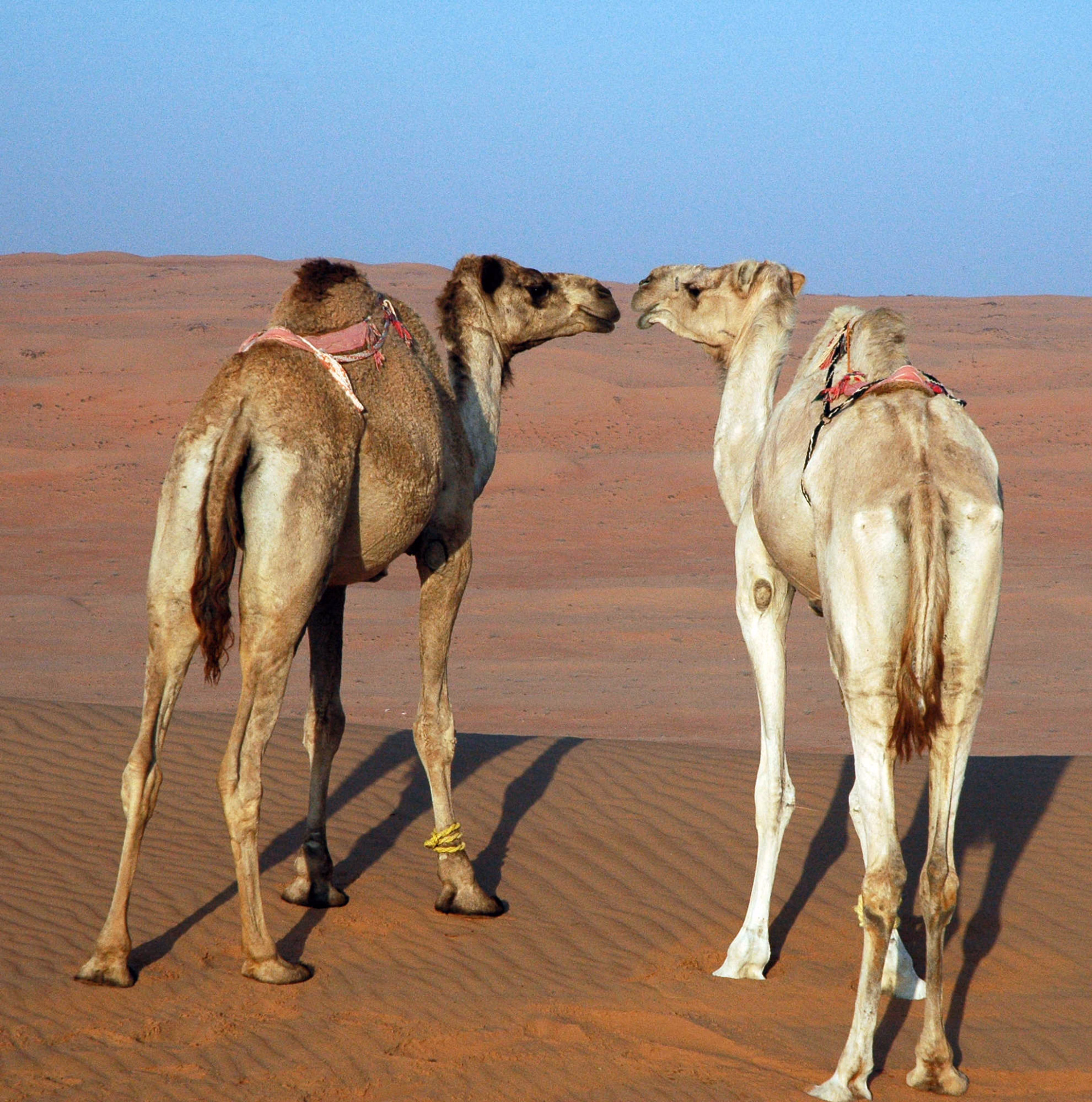 Chameaux Wahibah, Oman