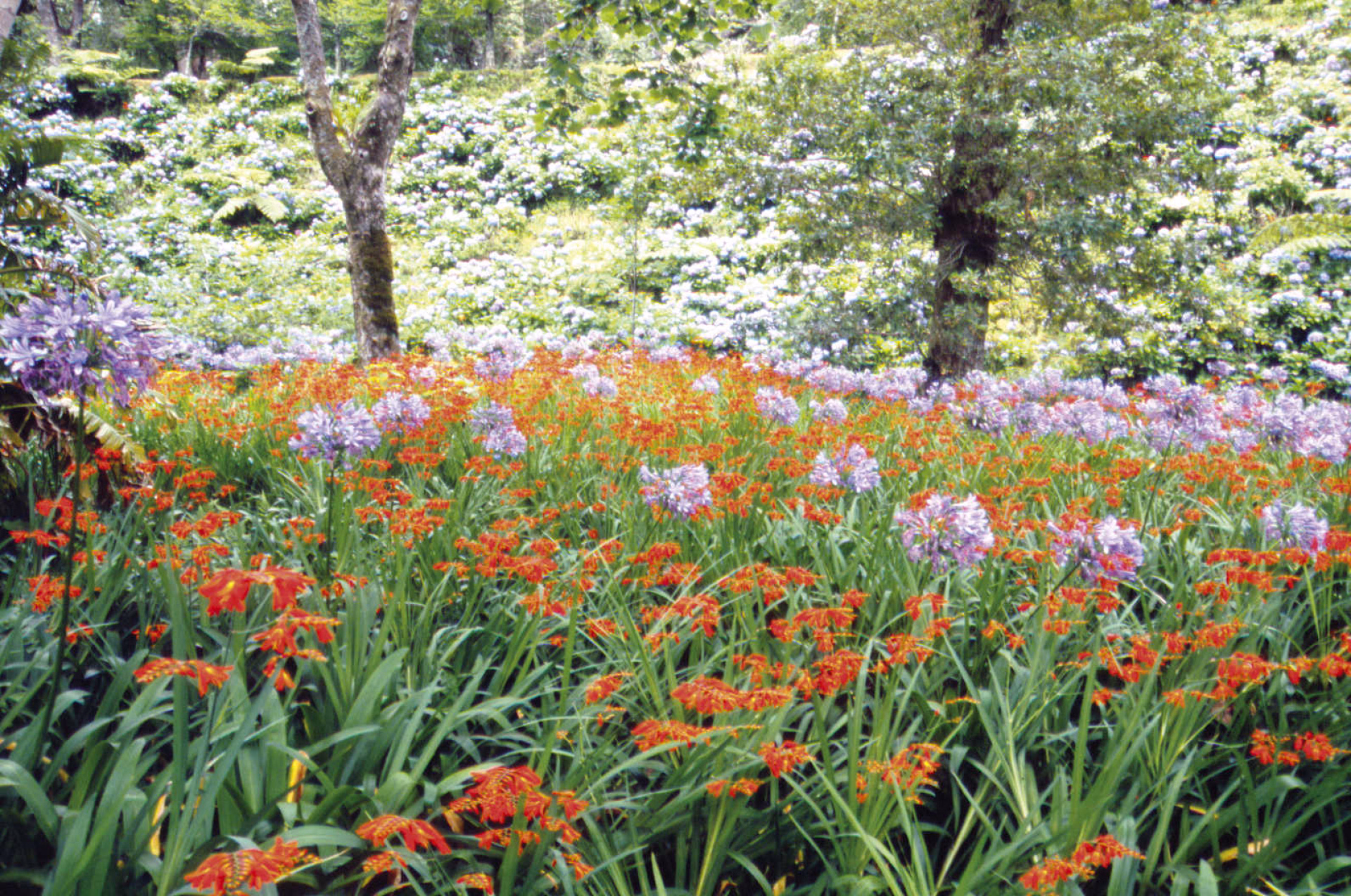 Champs de fleurs sur l'île de Sao Miguel aux Açores