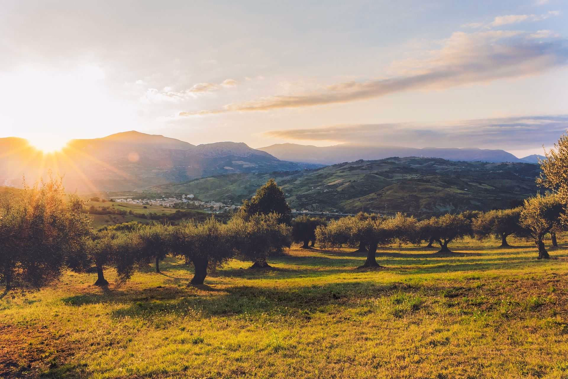 Champs d'oliviers Tramuntana  aux Baléares