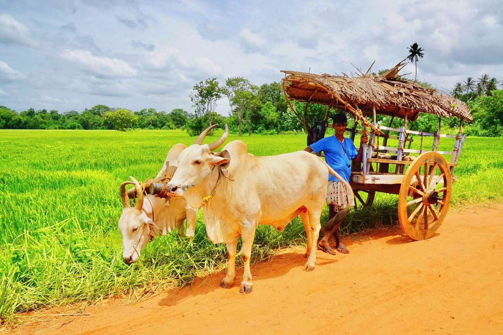 Char à bœuf à la campagne srilankaise