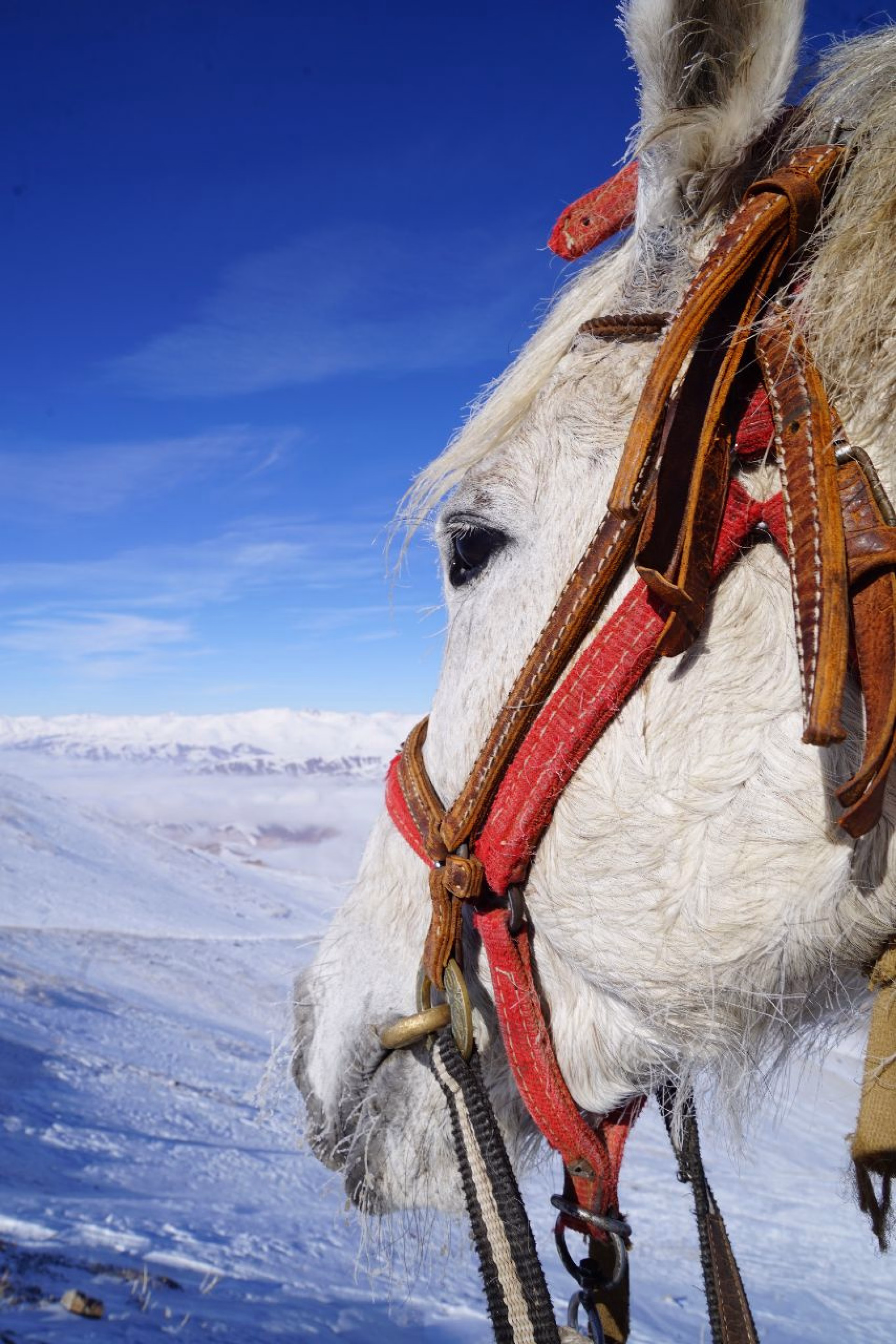 Echappée hivernale au Kirghizistan