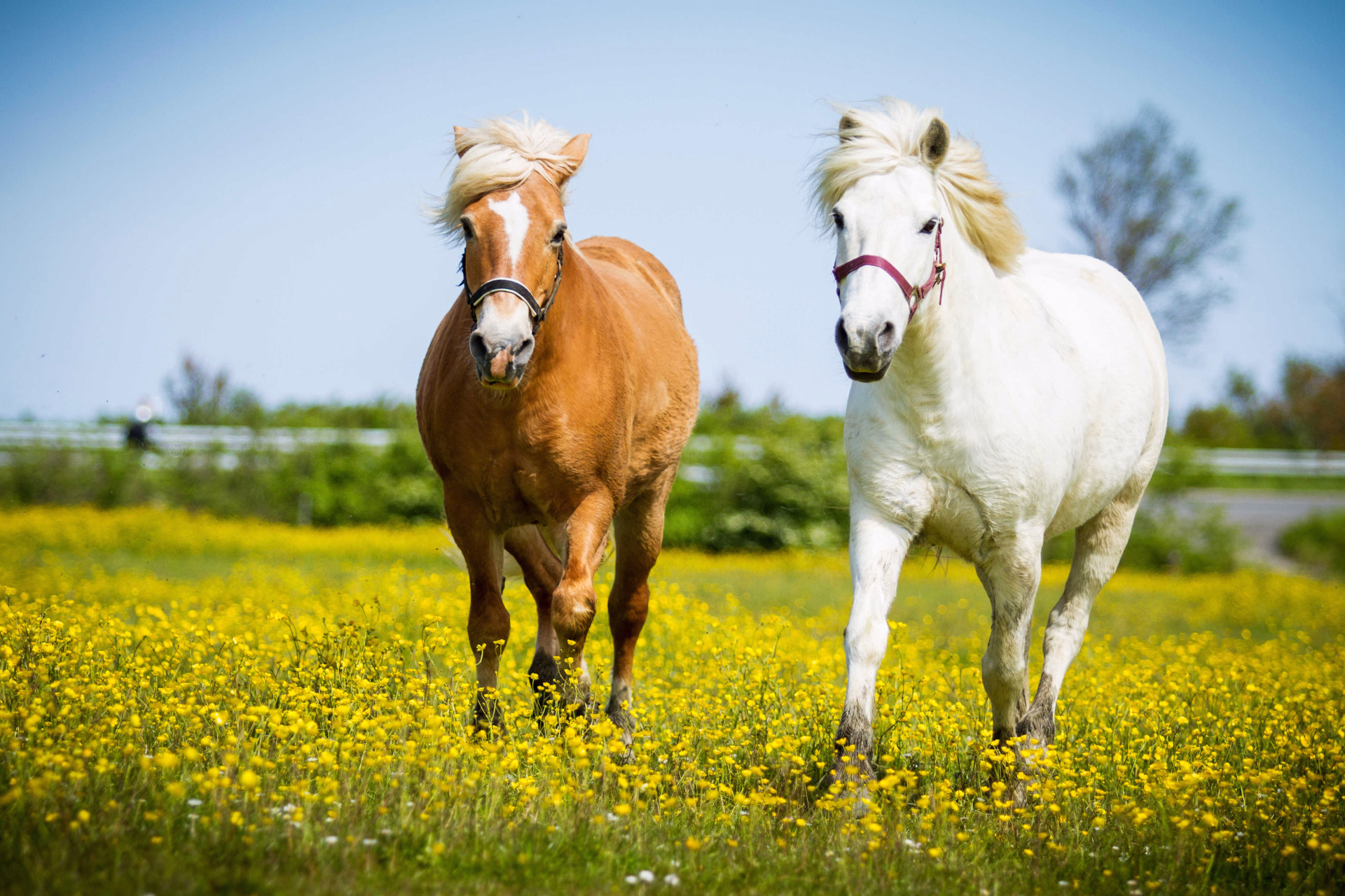 Chevaux en Irlande