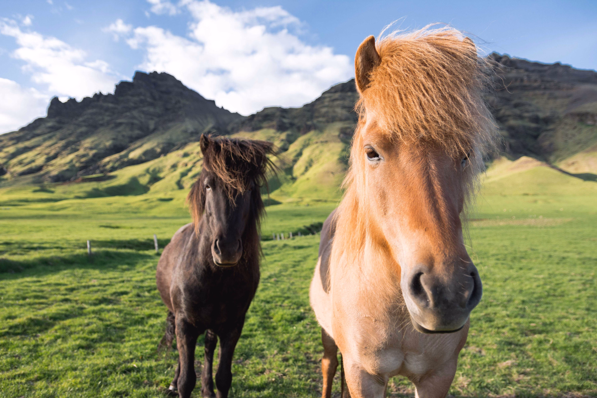 Chevaux islandais