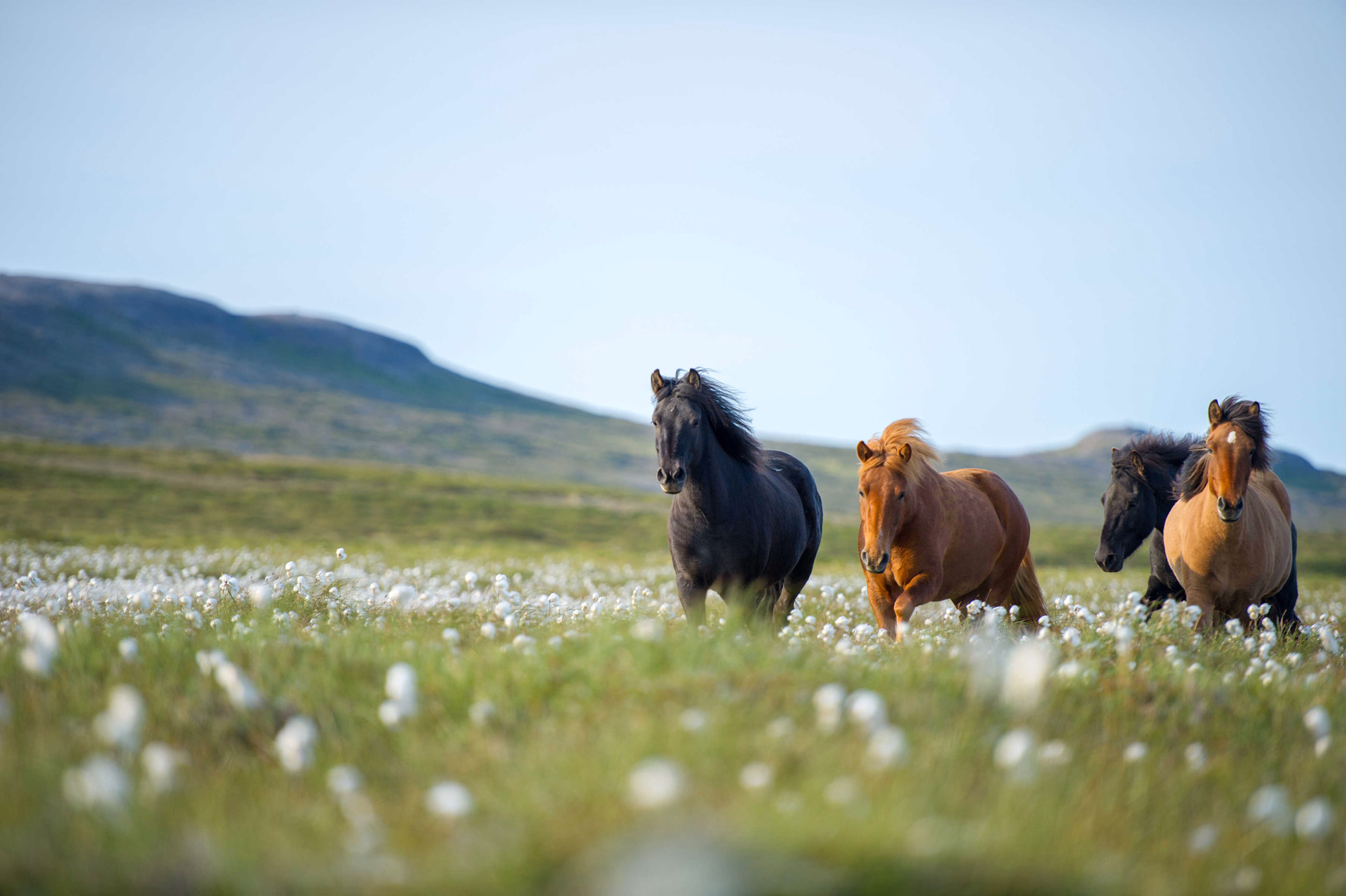 Chevaux islandais