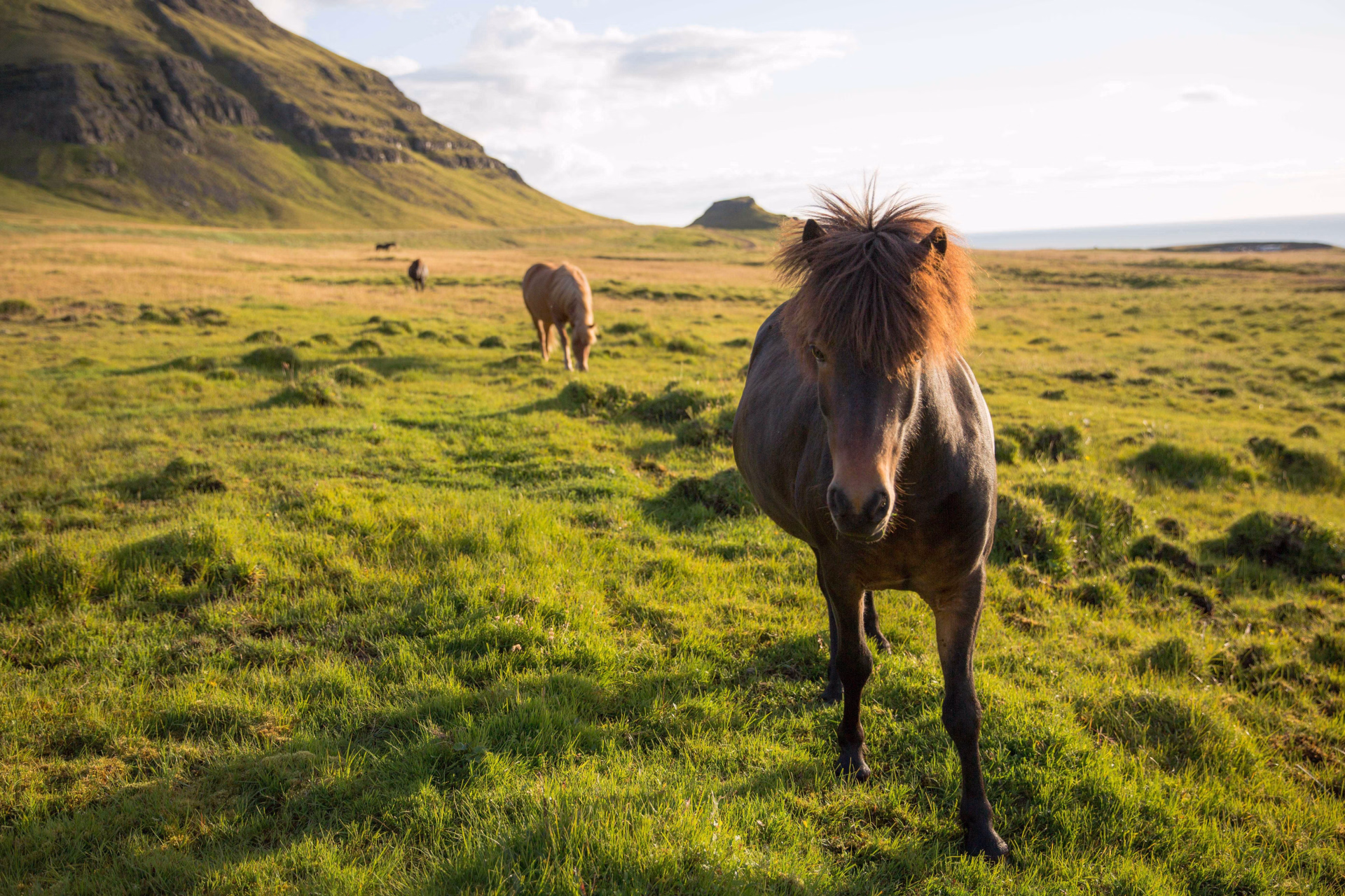 Chevaux islandais l'été