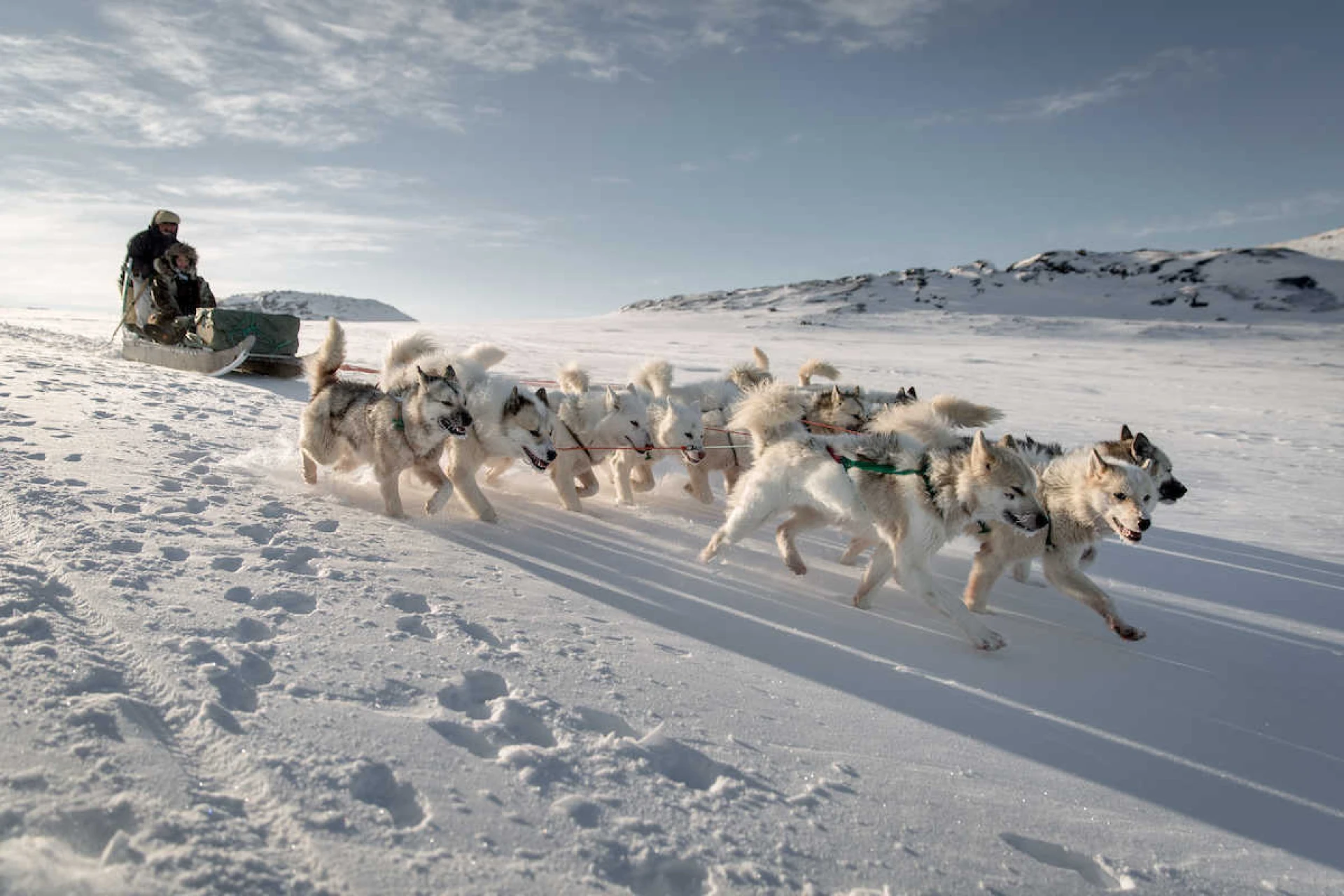 Chien de traîneau au Groenland l'hiver