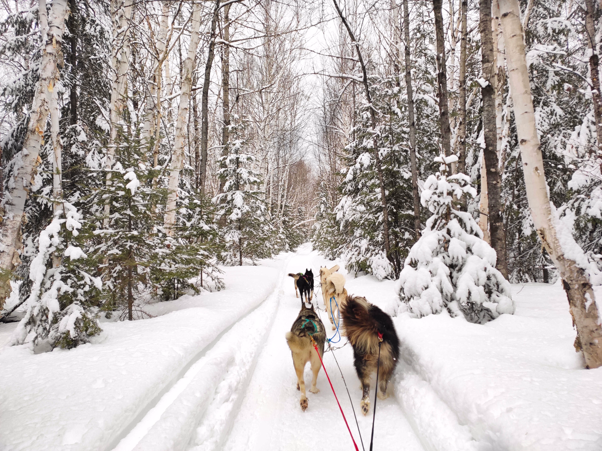 Randonnée avec huskies au Québec l'hiver