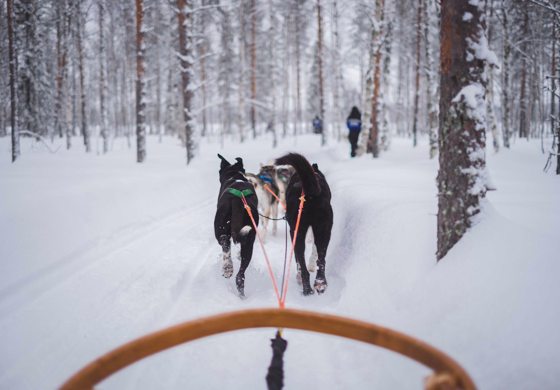 séjour avec chiens de traineau © séjour avec chiens de traineau