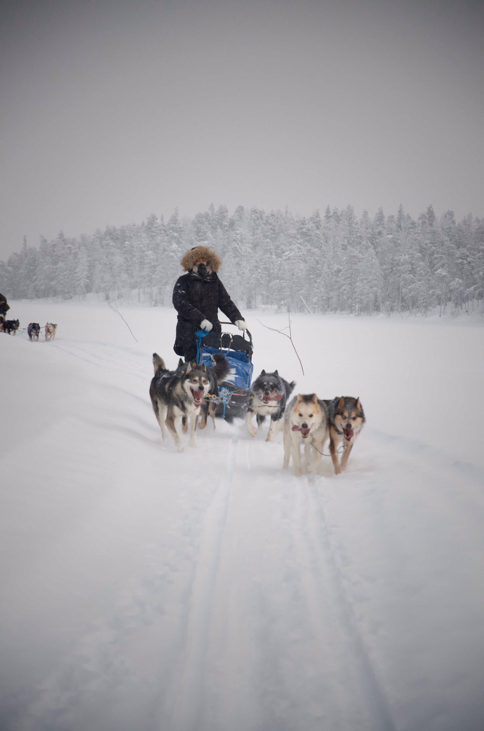 Chien de traineau sur notre base à Hossa en Finlande