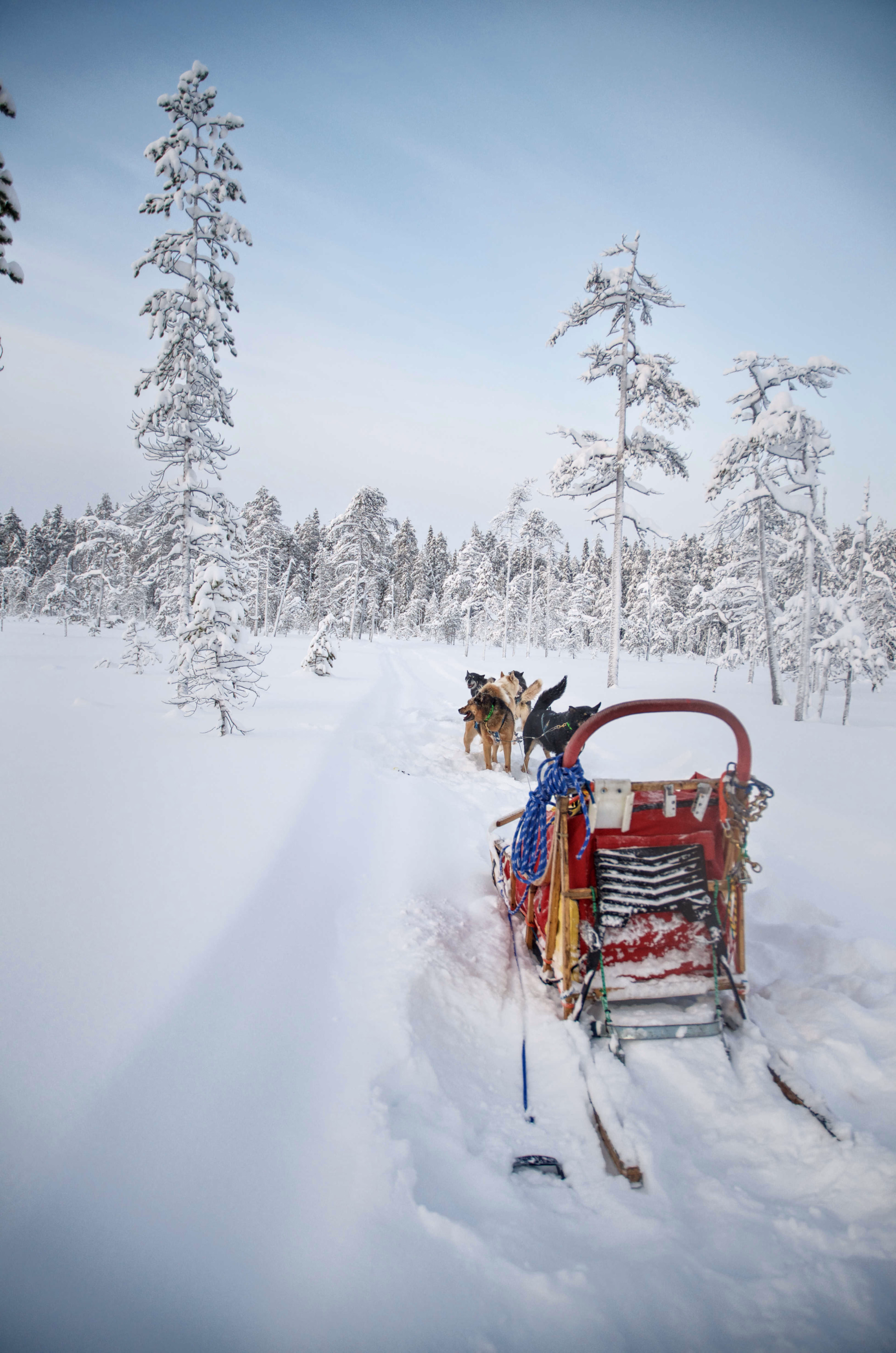 Chien de traineau sur notre base à Hossa en Finlande