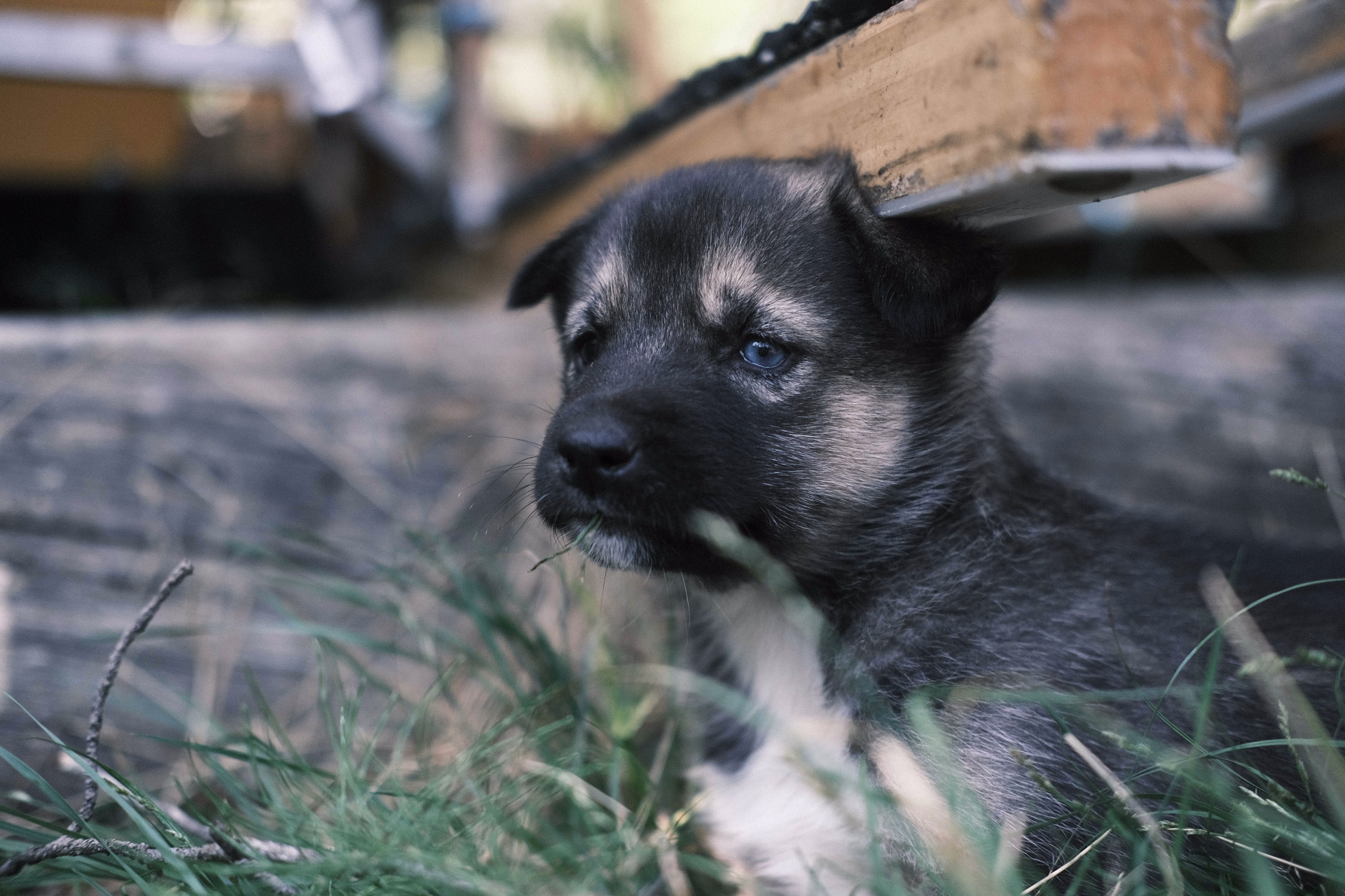 Chiot husky en Finlande