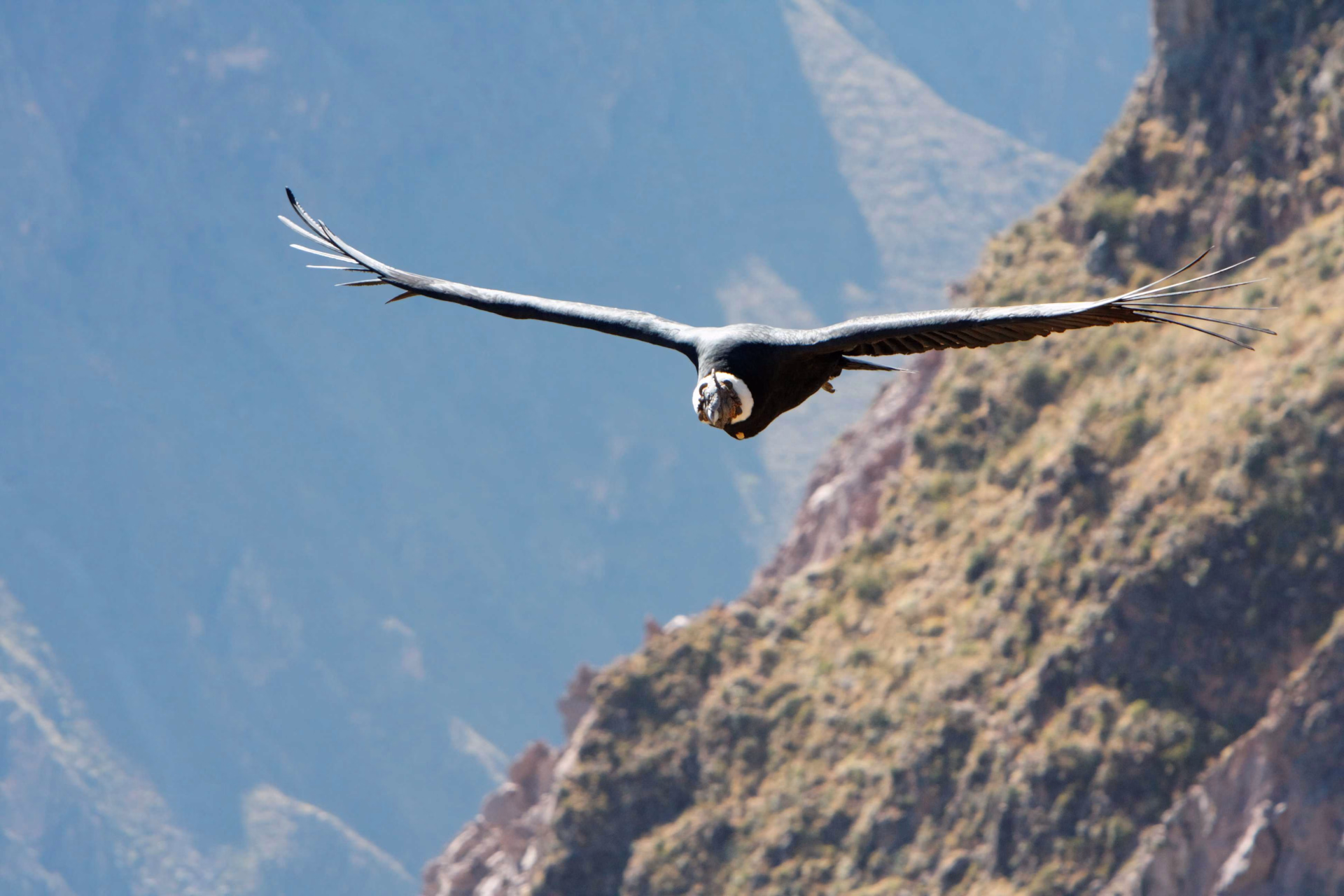condor en vol