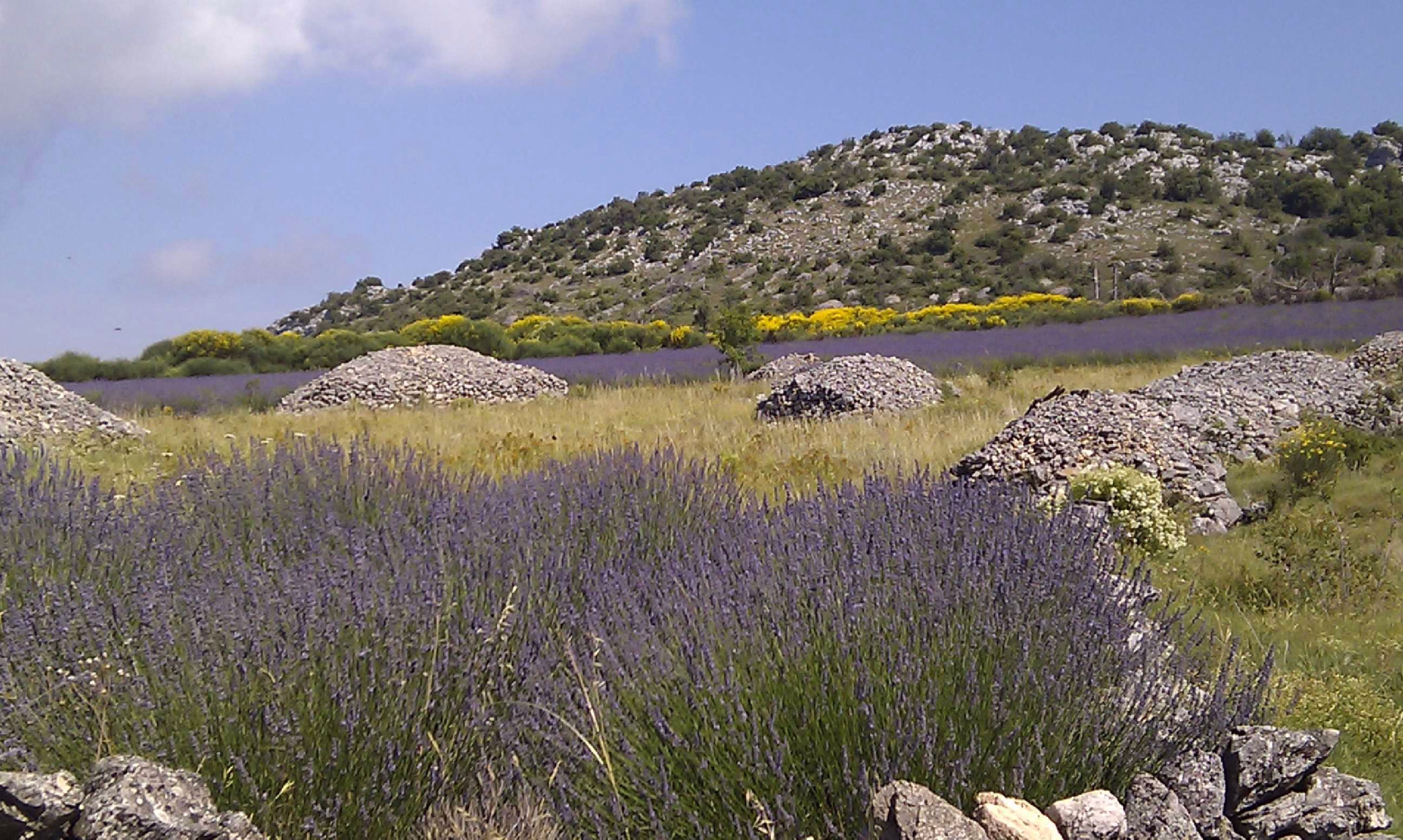 Croatie, champs de lavande sur l'île de Hvar