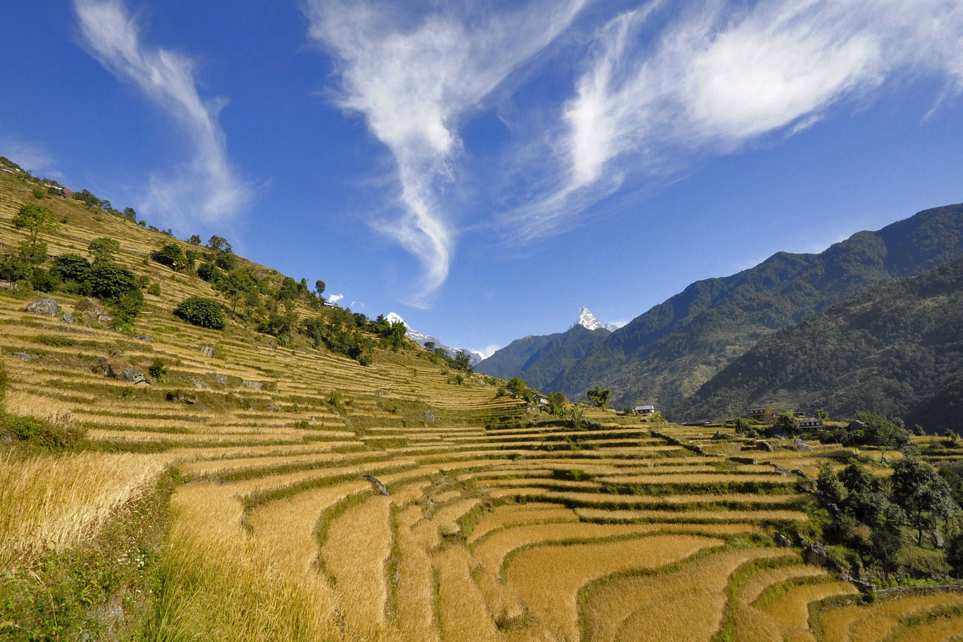 Cultures en terrasses, sur le chemin du Sanctuaire des Annapurnas