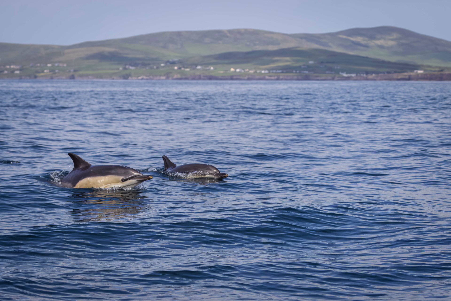 Dauphins qui saute au dessus de l'eau devant l'ile Gruinard