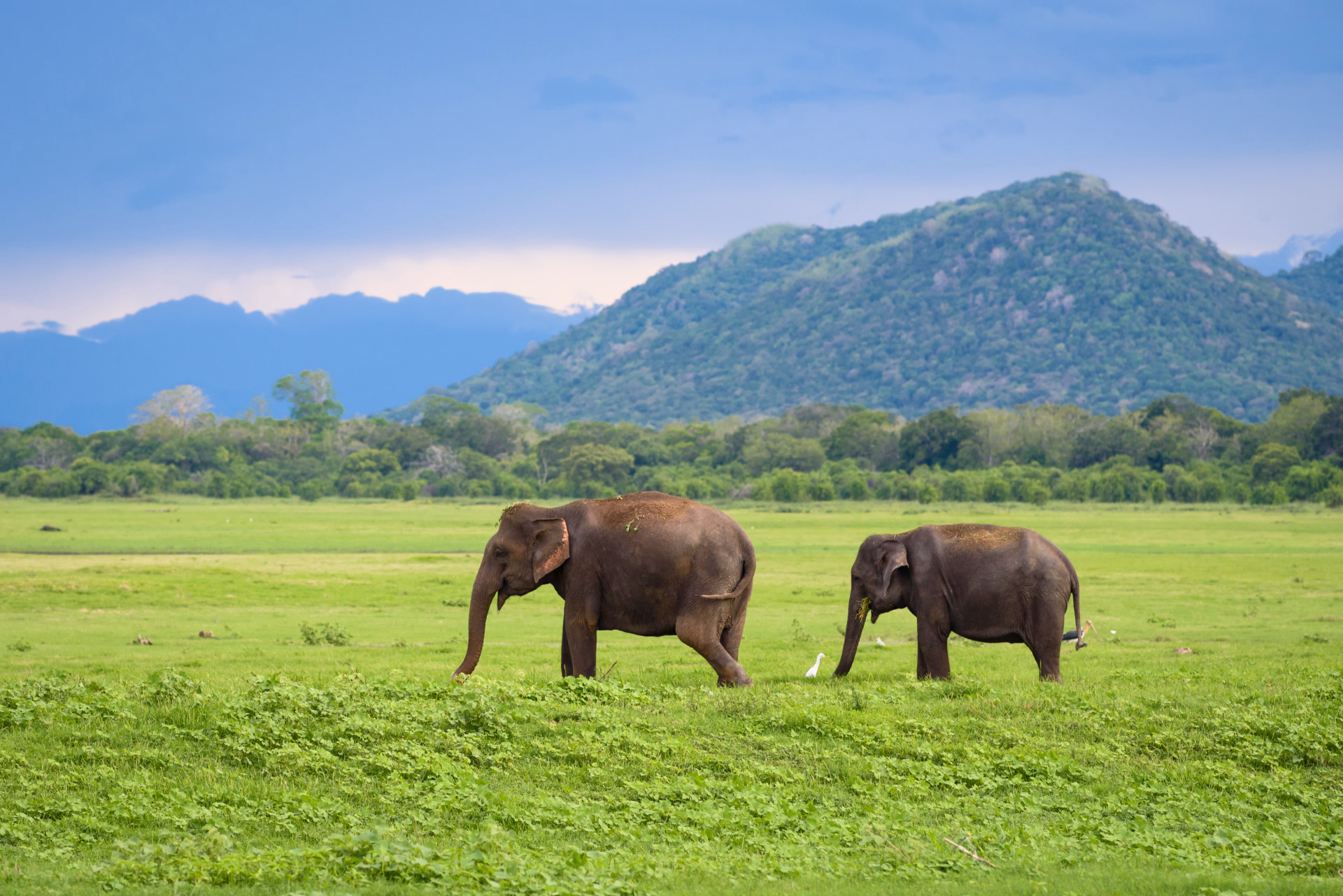 L’essentiel de Ceylan : des cités royales à l'Océan Indien