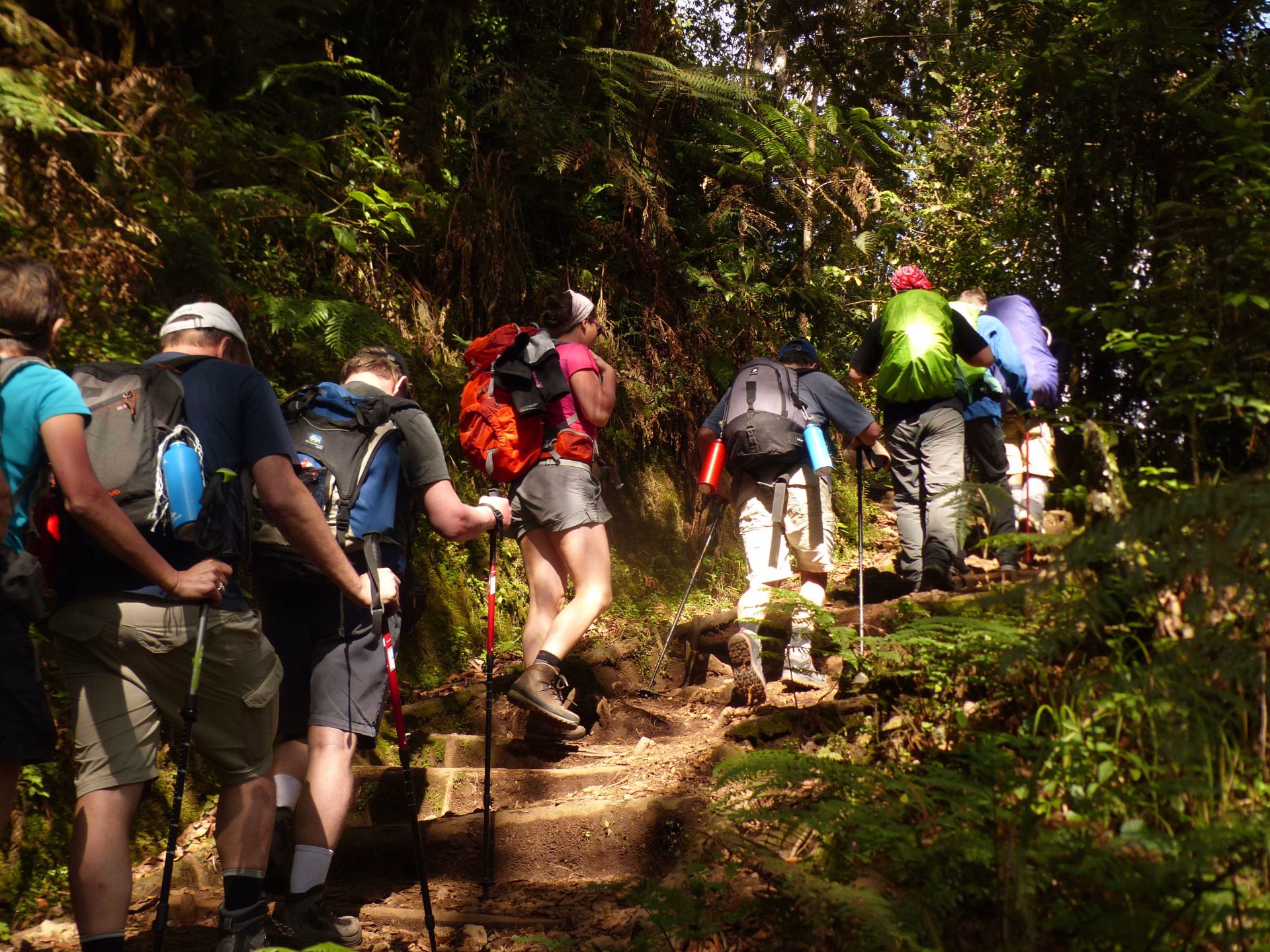 En route dans la jungle vers Machame Camp en Tanzanie