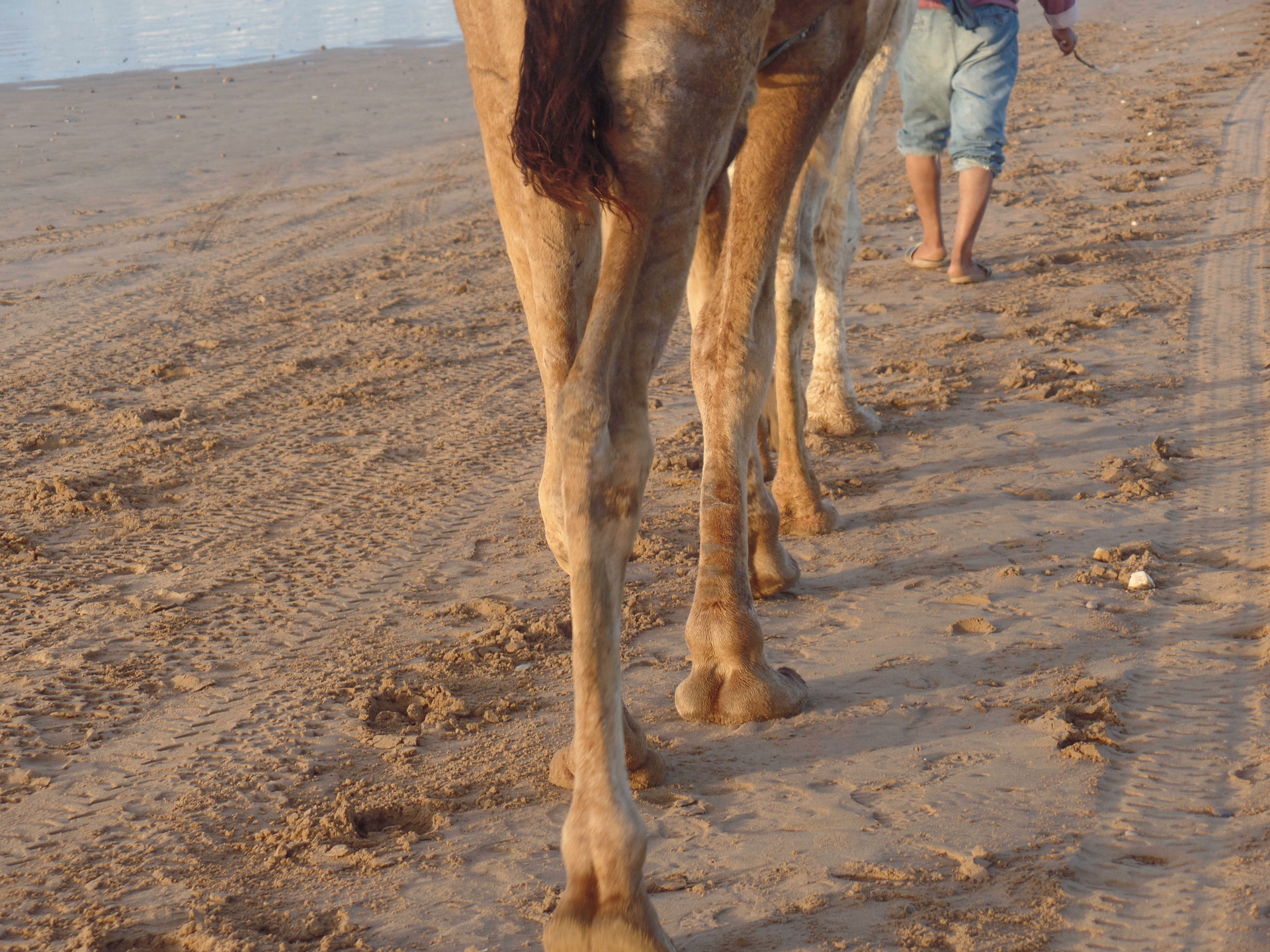 Essaouira - trek - cote