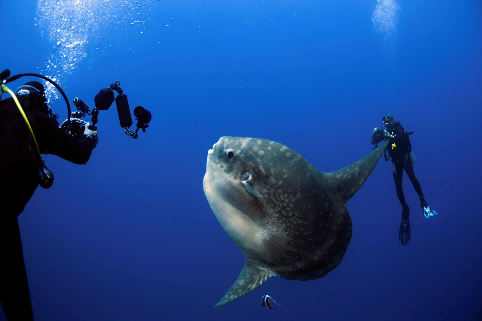 Etrange et fascinant, le mola mola