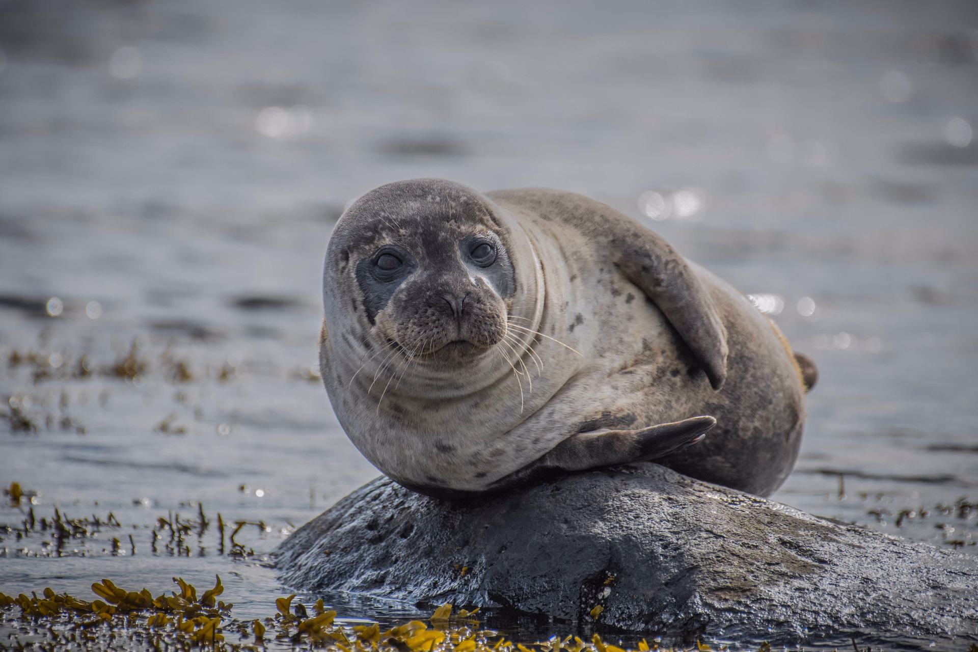 Faune sauvage d'Islande