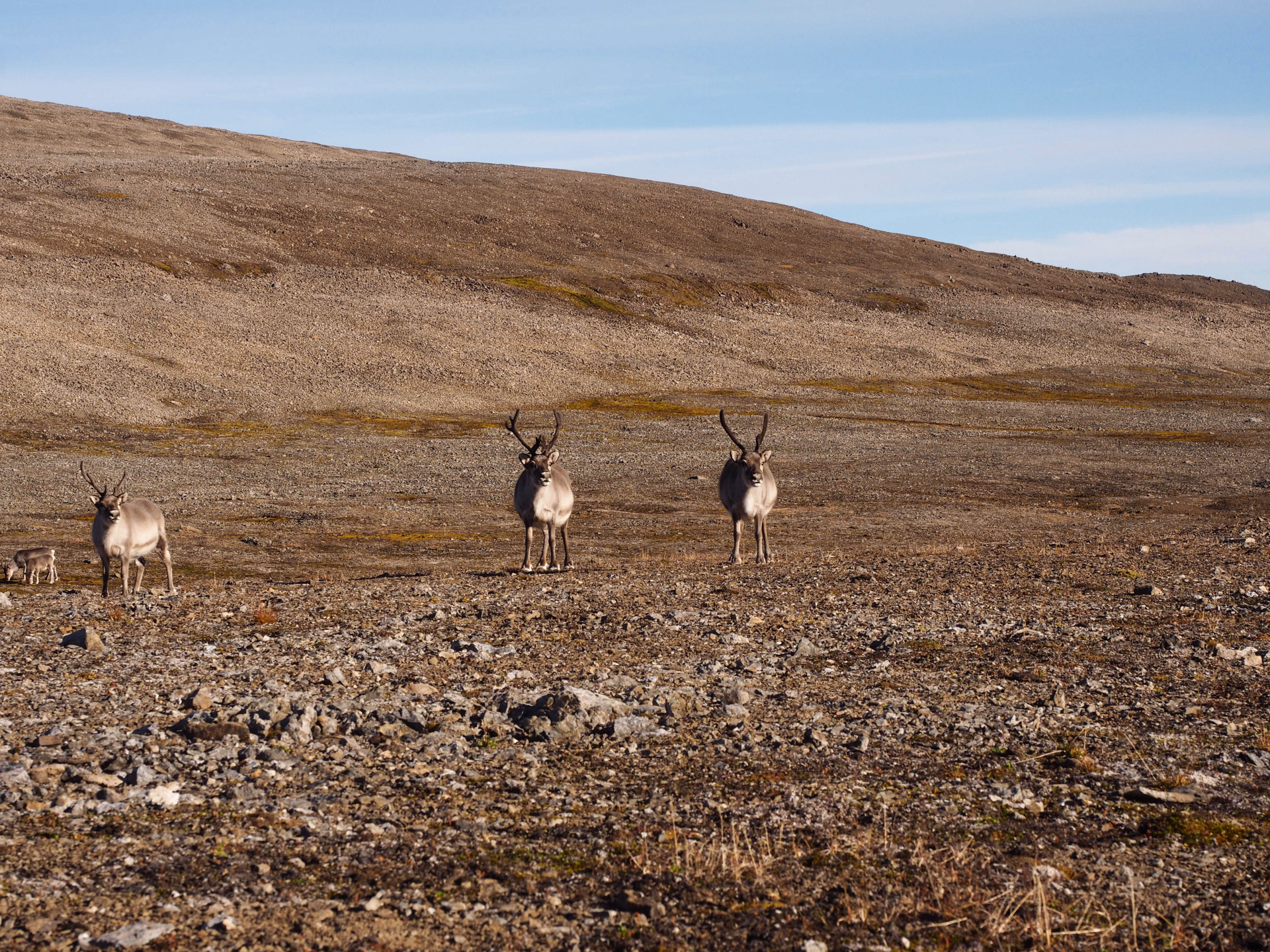 Faune sauvage du Svalbard