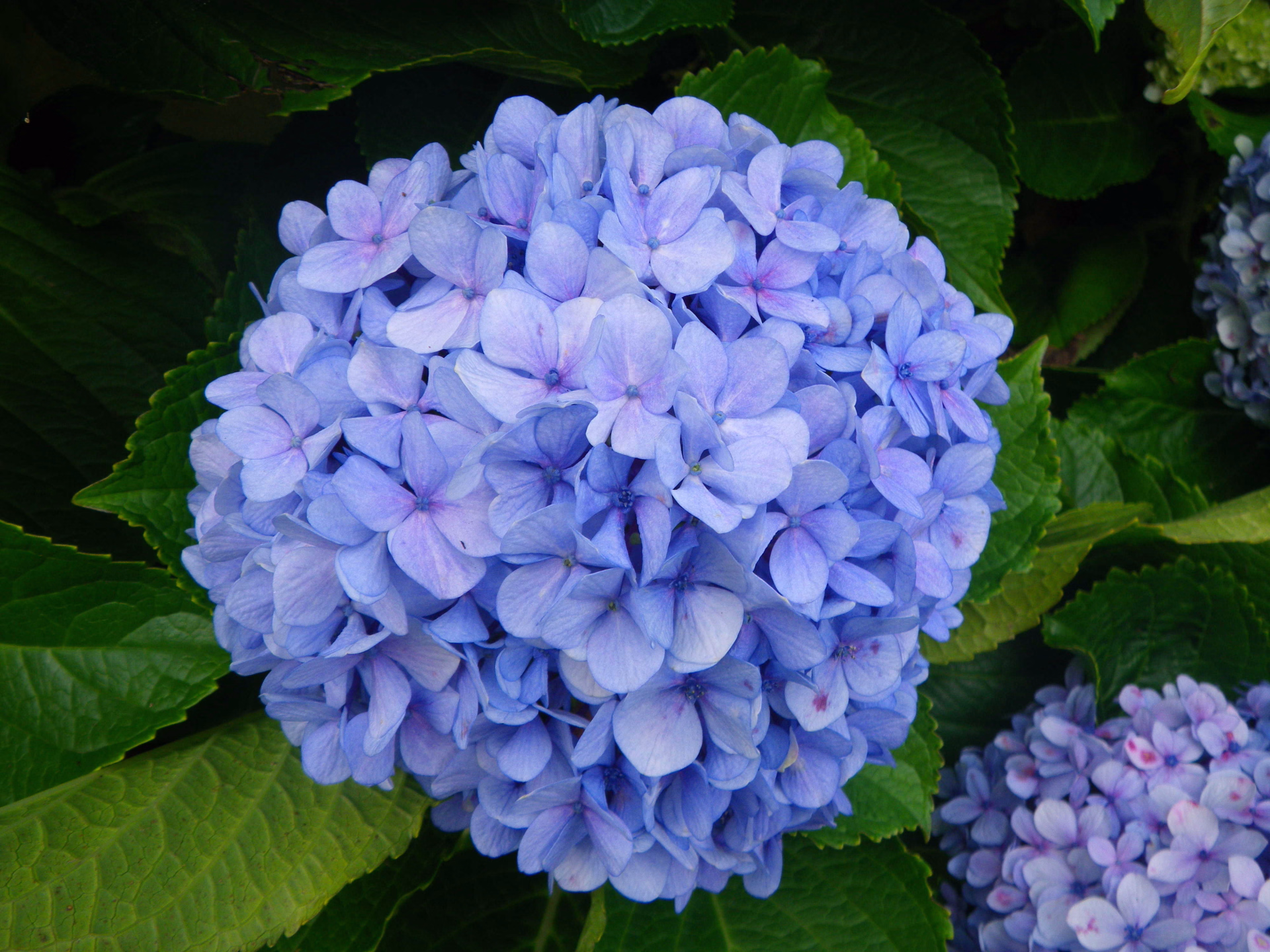 Fleur de Madère