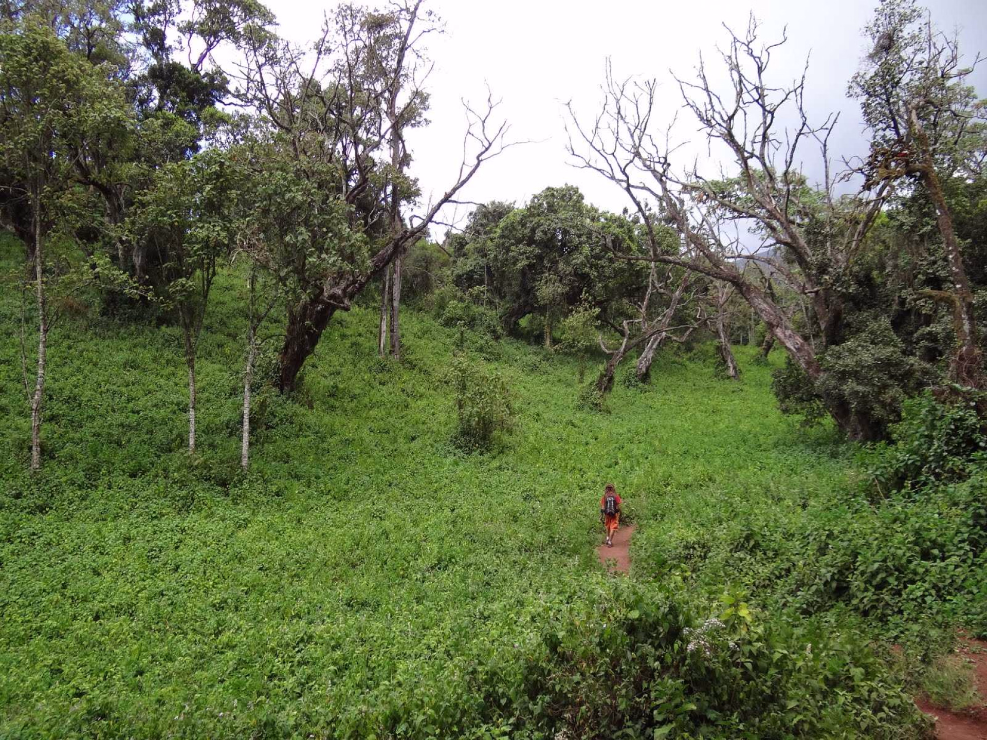 forêt équatorial sur le Kilimandjaro Tanzanie