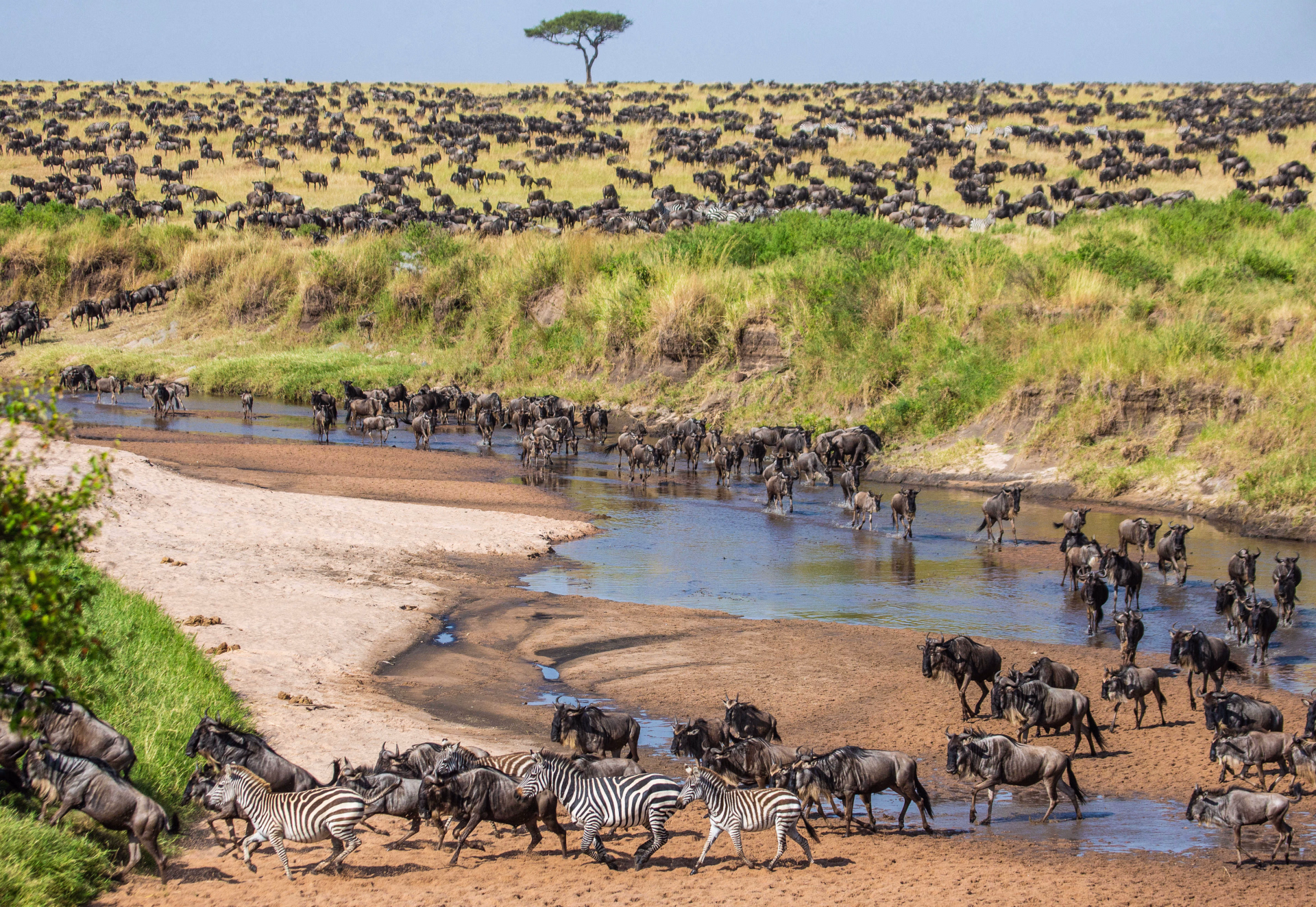 Gnous et Zèbres lors de la grande migration dans le Serengeti en Tanzanie
