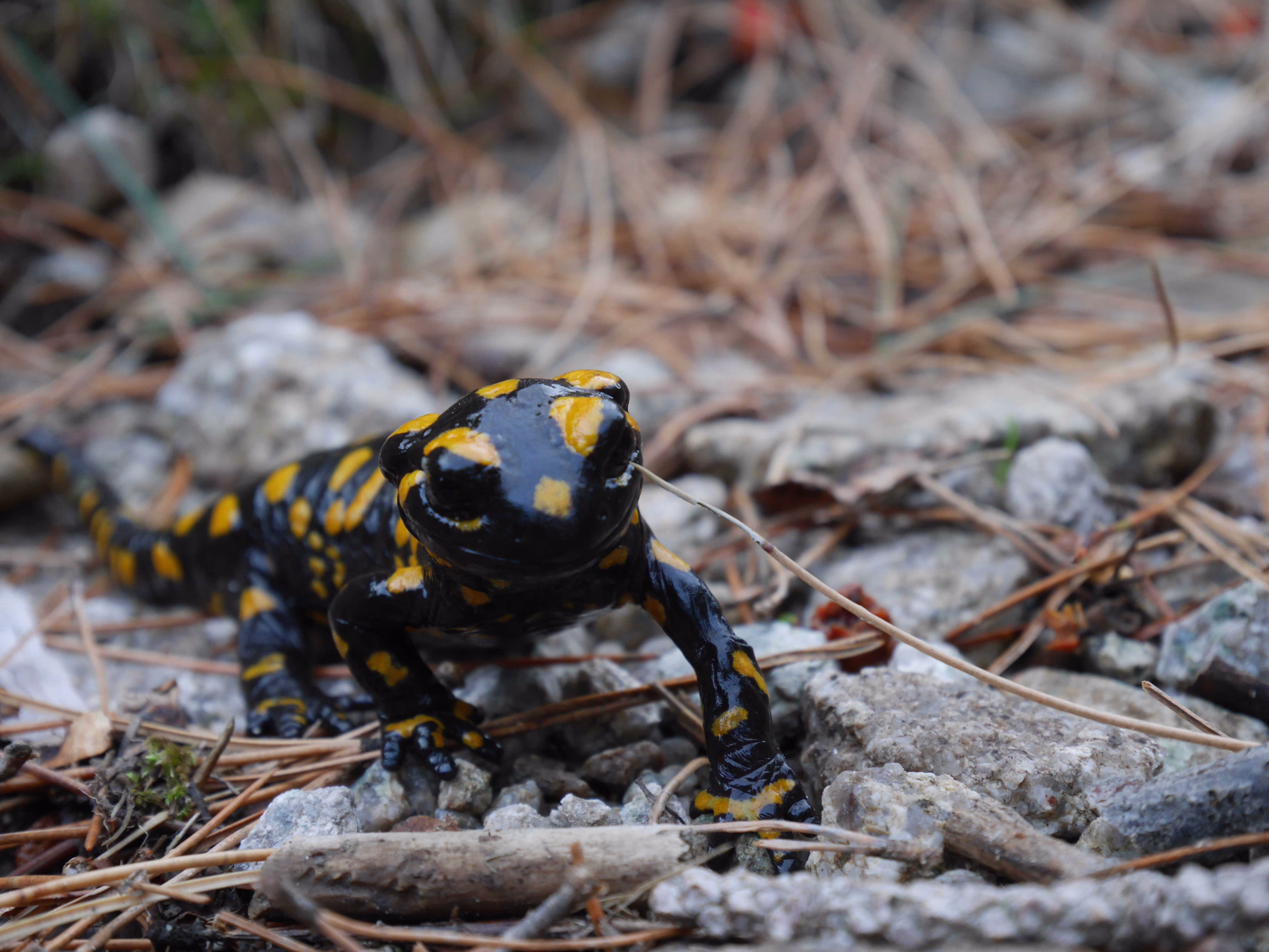 salamandre