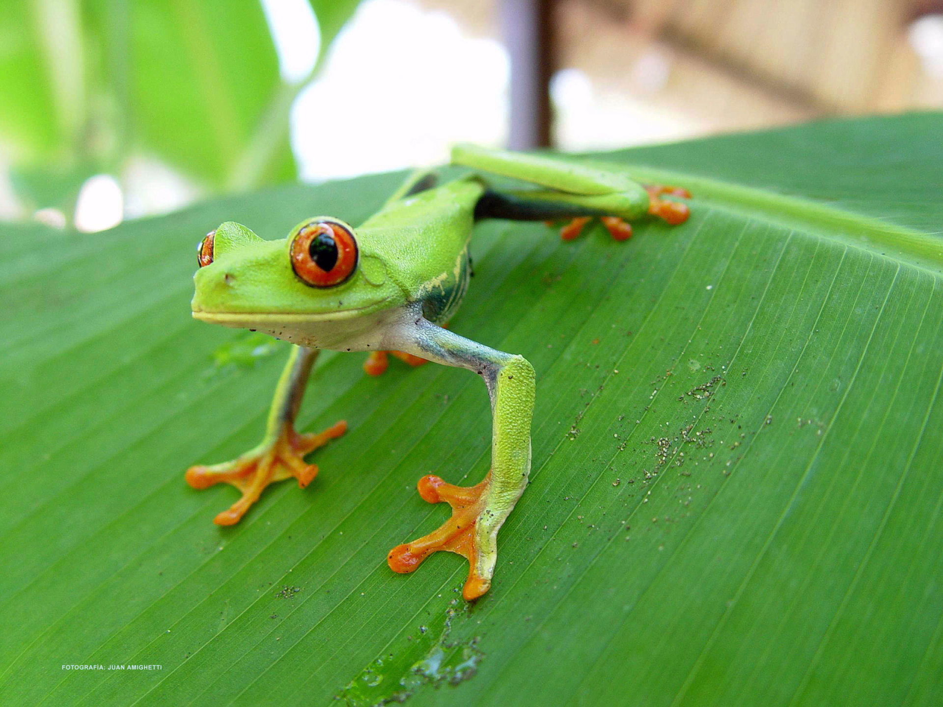 Costa Rica, parc de Cahuita, grenouille verte
