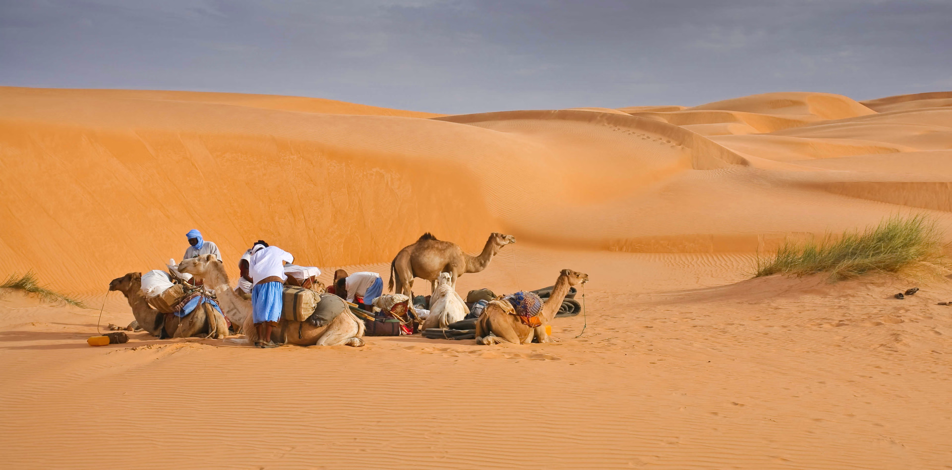 Groupe de dromadaires dans le désert en Mauritanie
