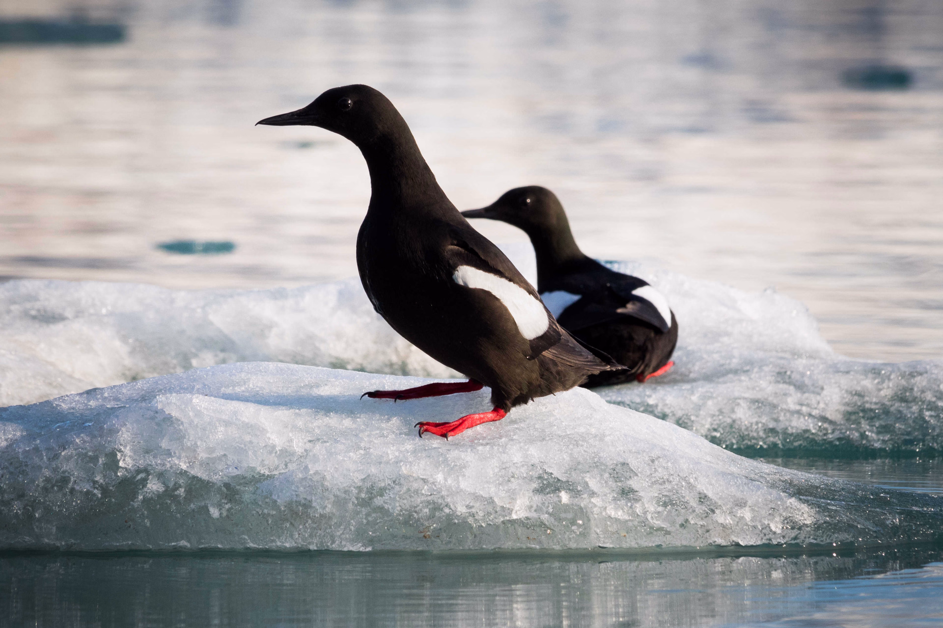 Guillemots à miroir au Spitzberg